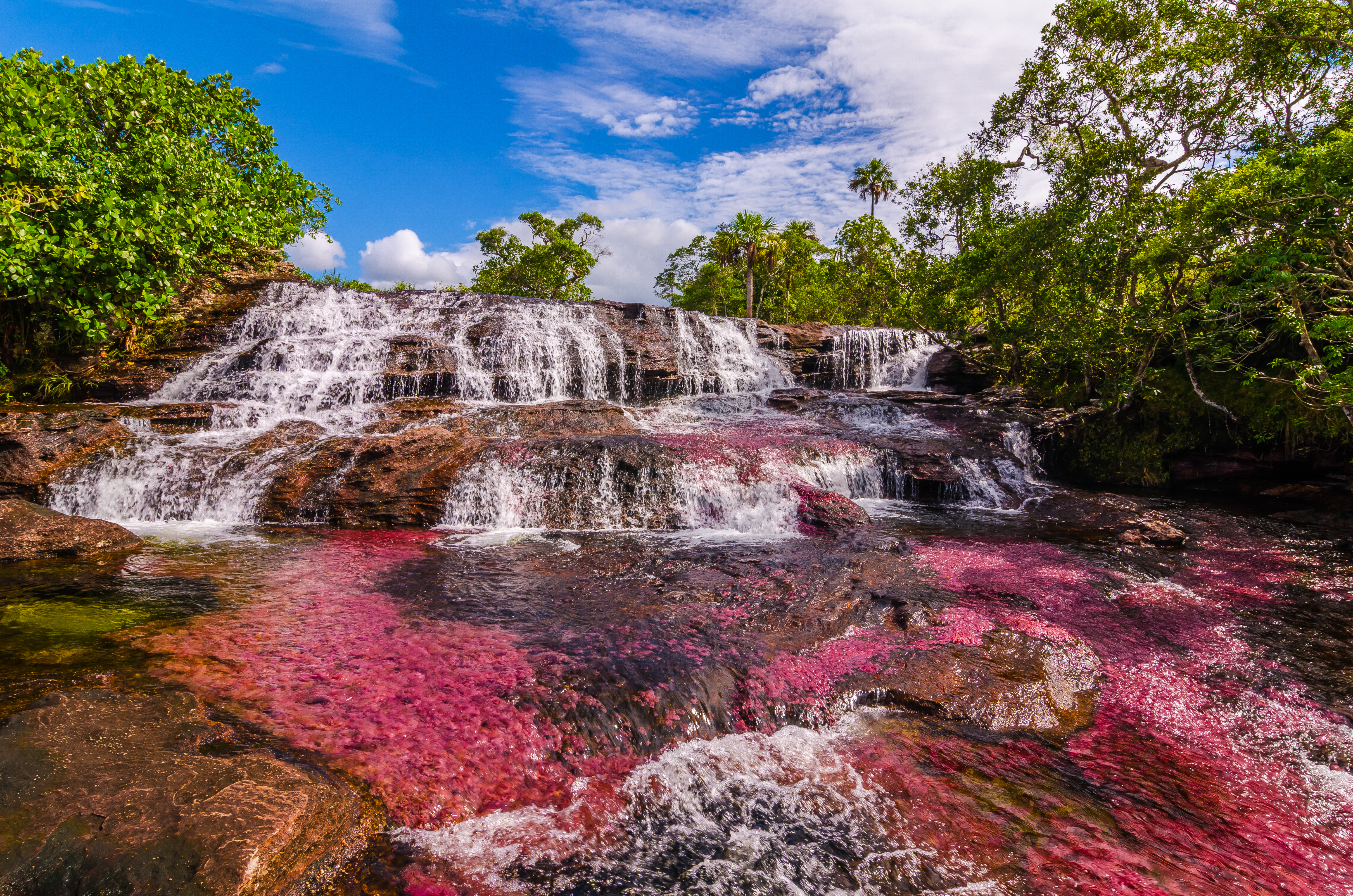 For a few weeks, the Caño Cristales river transforms into a flowing rainbow of colors. Part of National Park Serrania de la Macarena and accessible from the nearby town of La Macarena