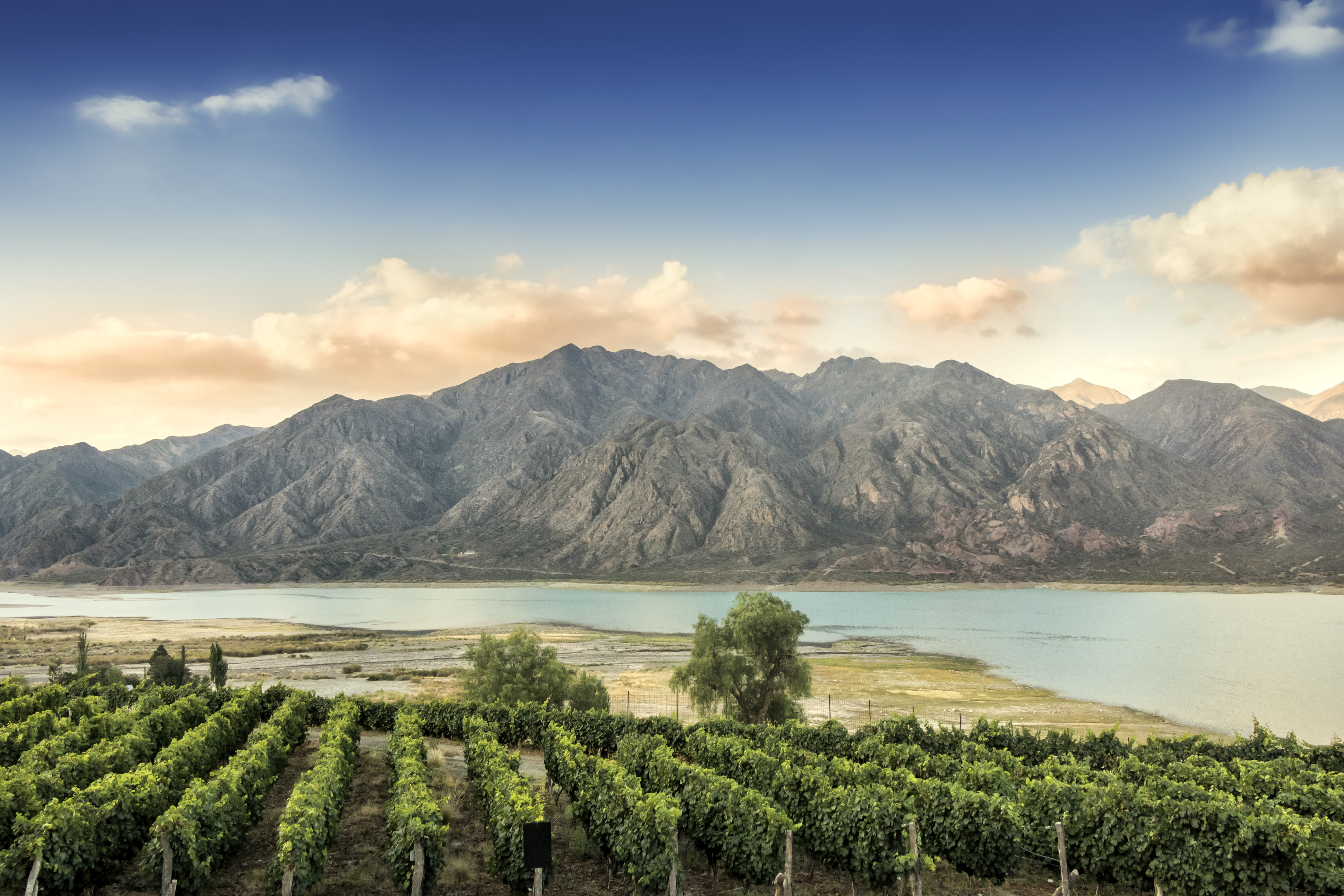 Malbec vineyard in the Andes mountain range, Mendoza province, Argentina