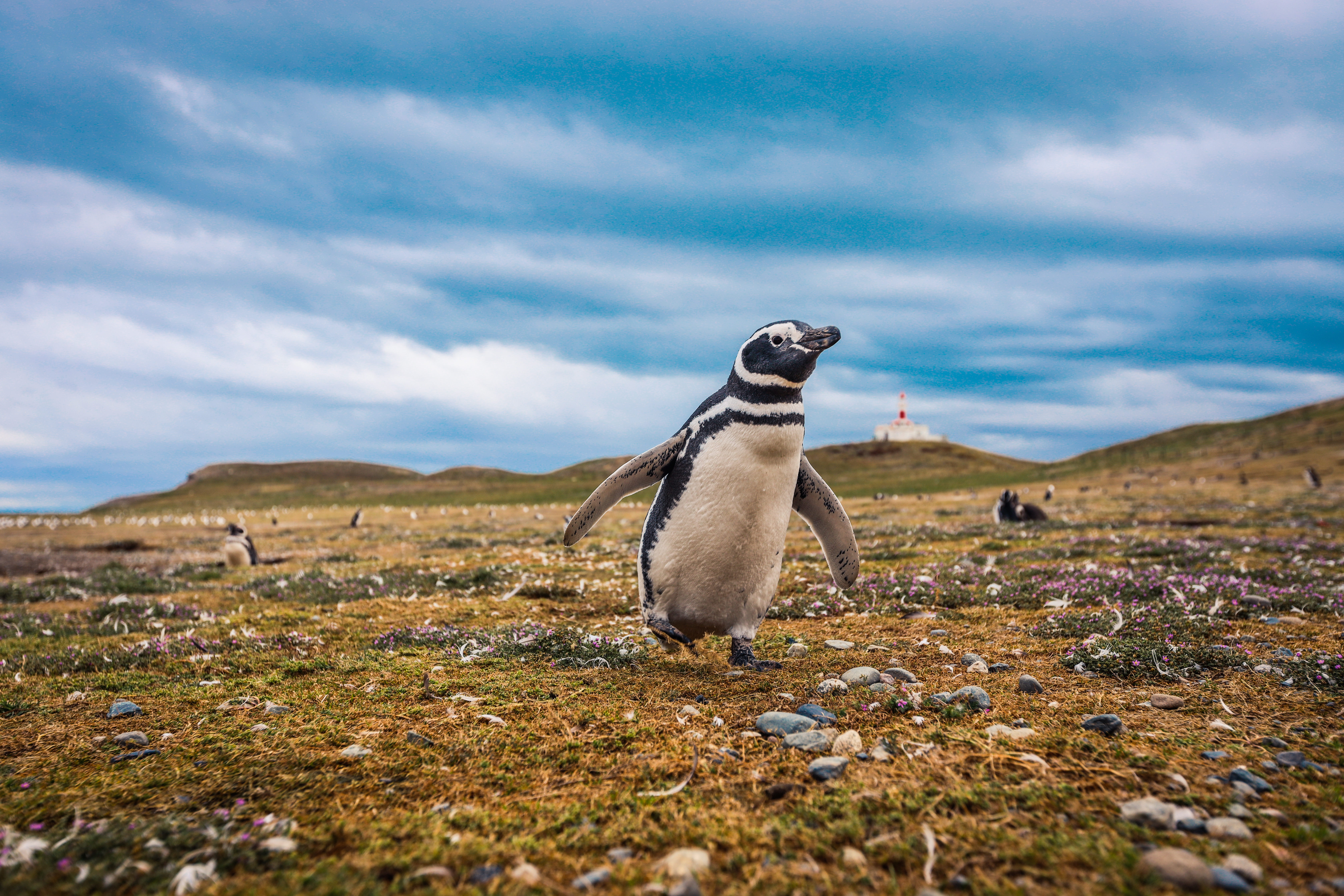 The Magellanic penguins with the Lighthouse of Magdalena Island background, Chile