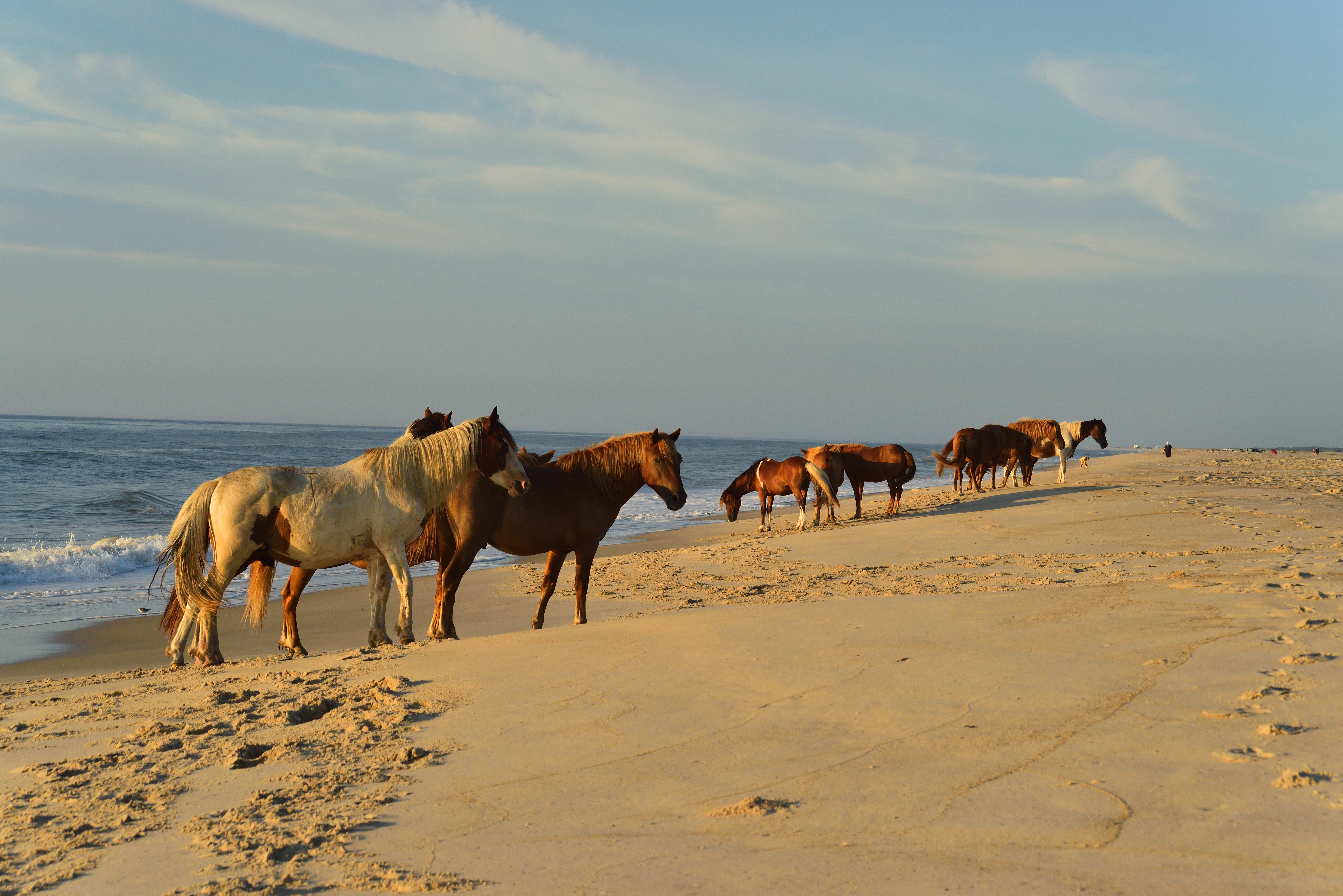Three Assateague wild pony mares walking along the surf at the Assateague Island National Seashore beach