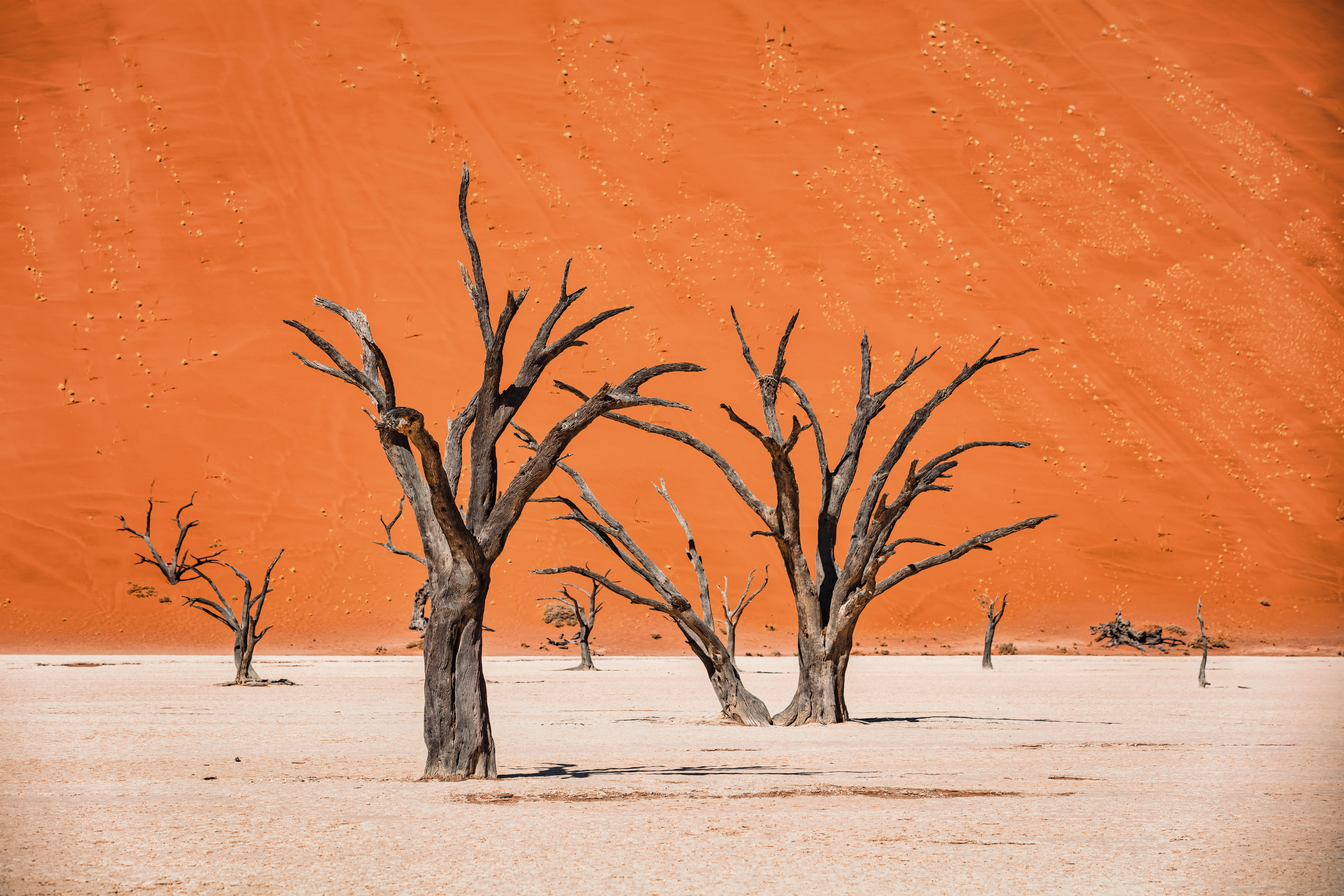 Black Dead Camelthorn Trees in dry Desert Salt Basin Landscape in front of huge orange desert sand dune