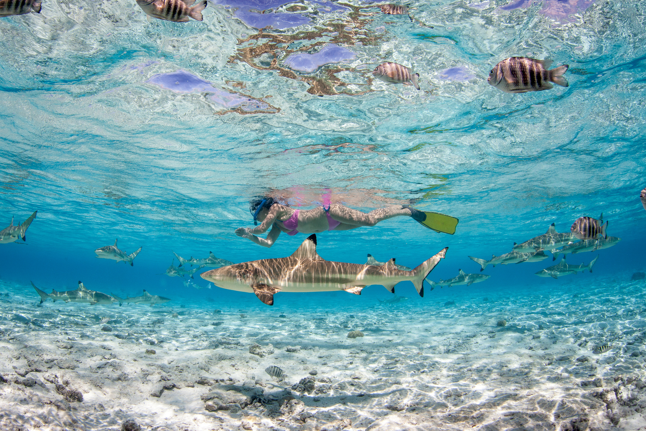 A underwater scene featuring a swimmer and a shark among colorful fish in clear blue water.