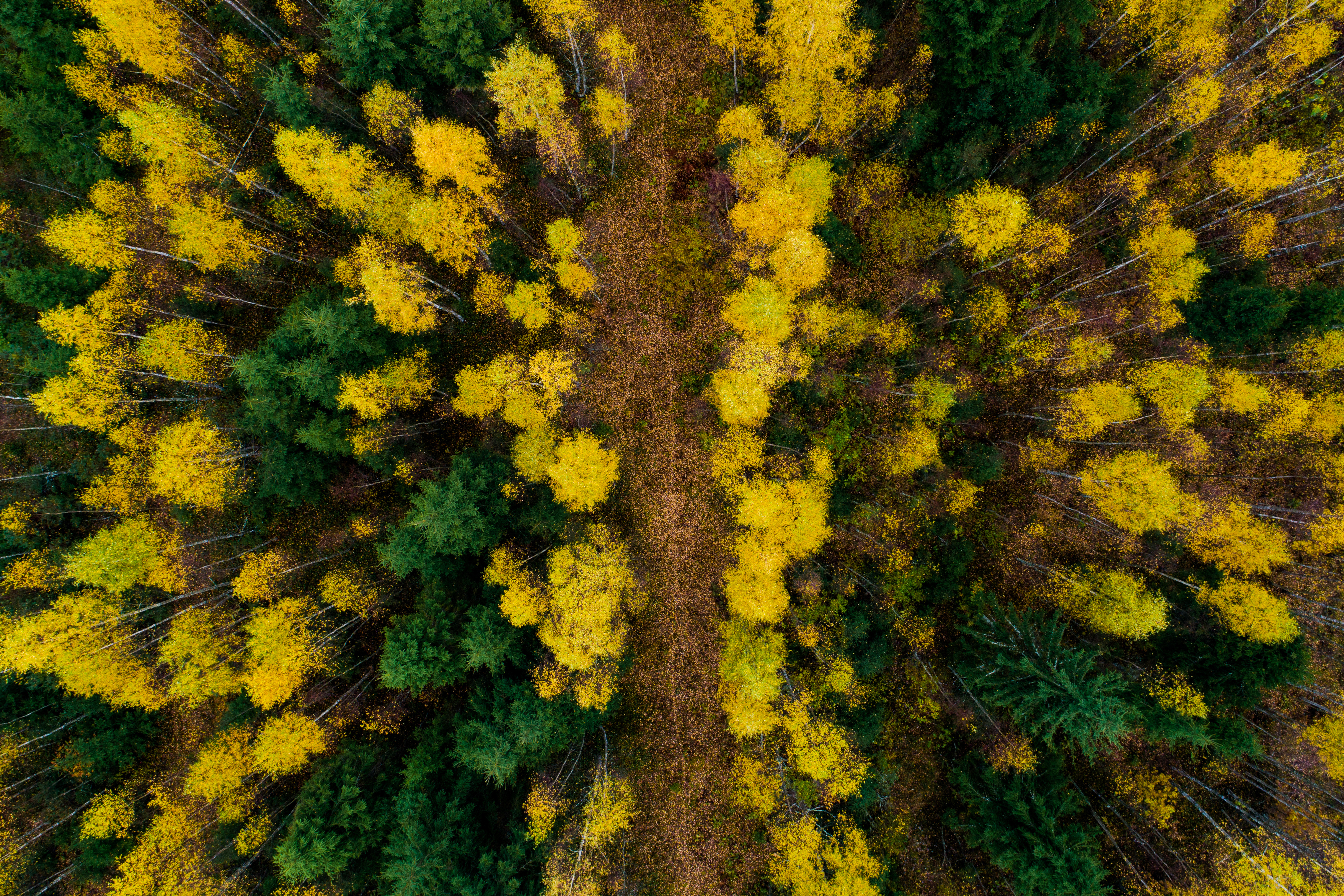 An aerial of a small path through colorful mixed boreal forest with spruce and birch trees in Estonian nature