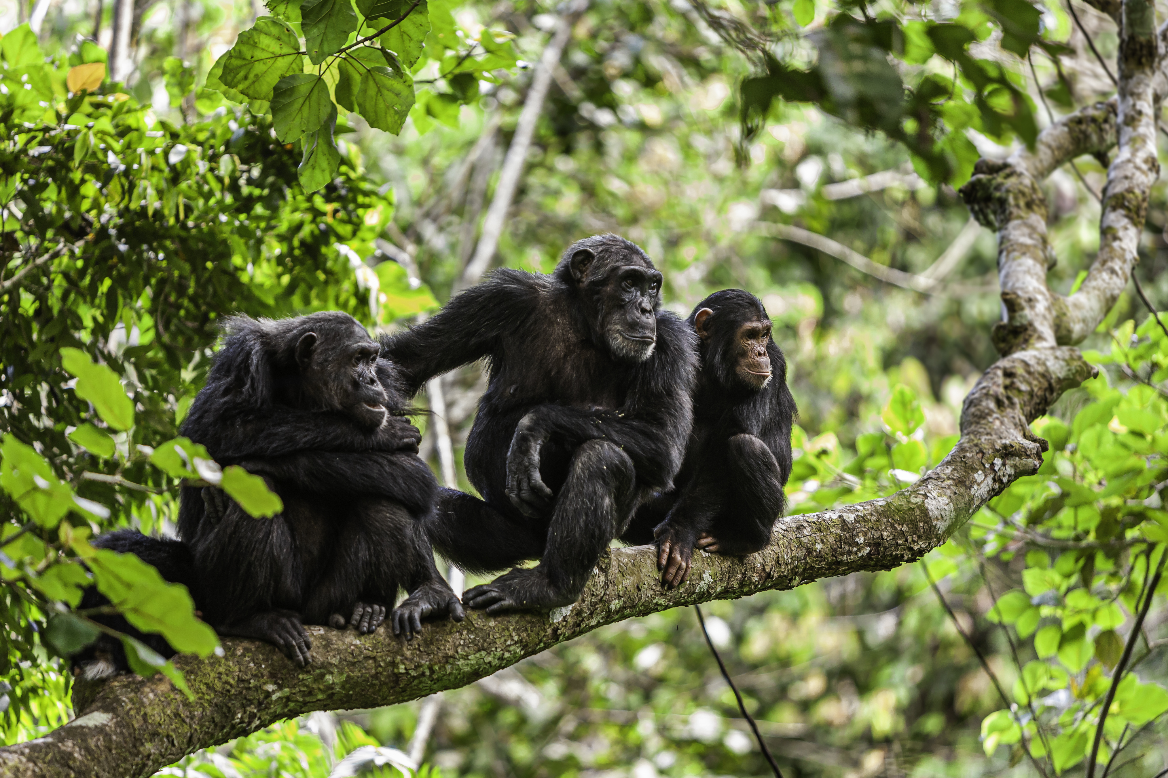 A family of chimps on a tree branch watching something of interest
