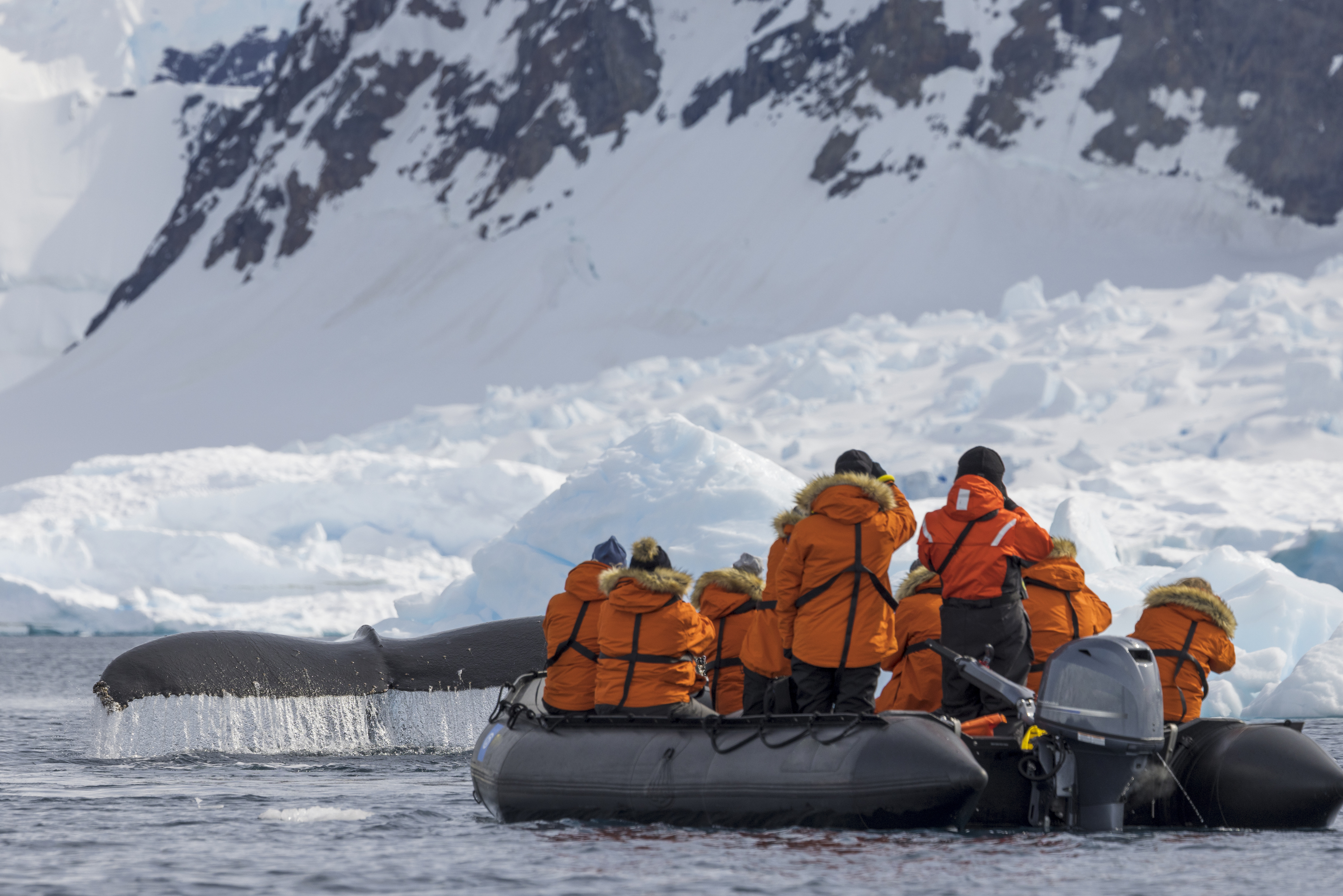 A zodiac boat tour watches a humpback whale in the wild