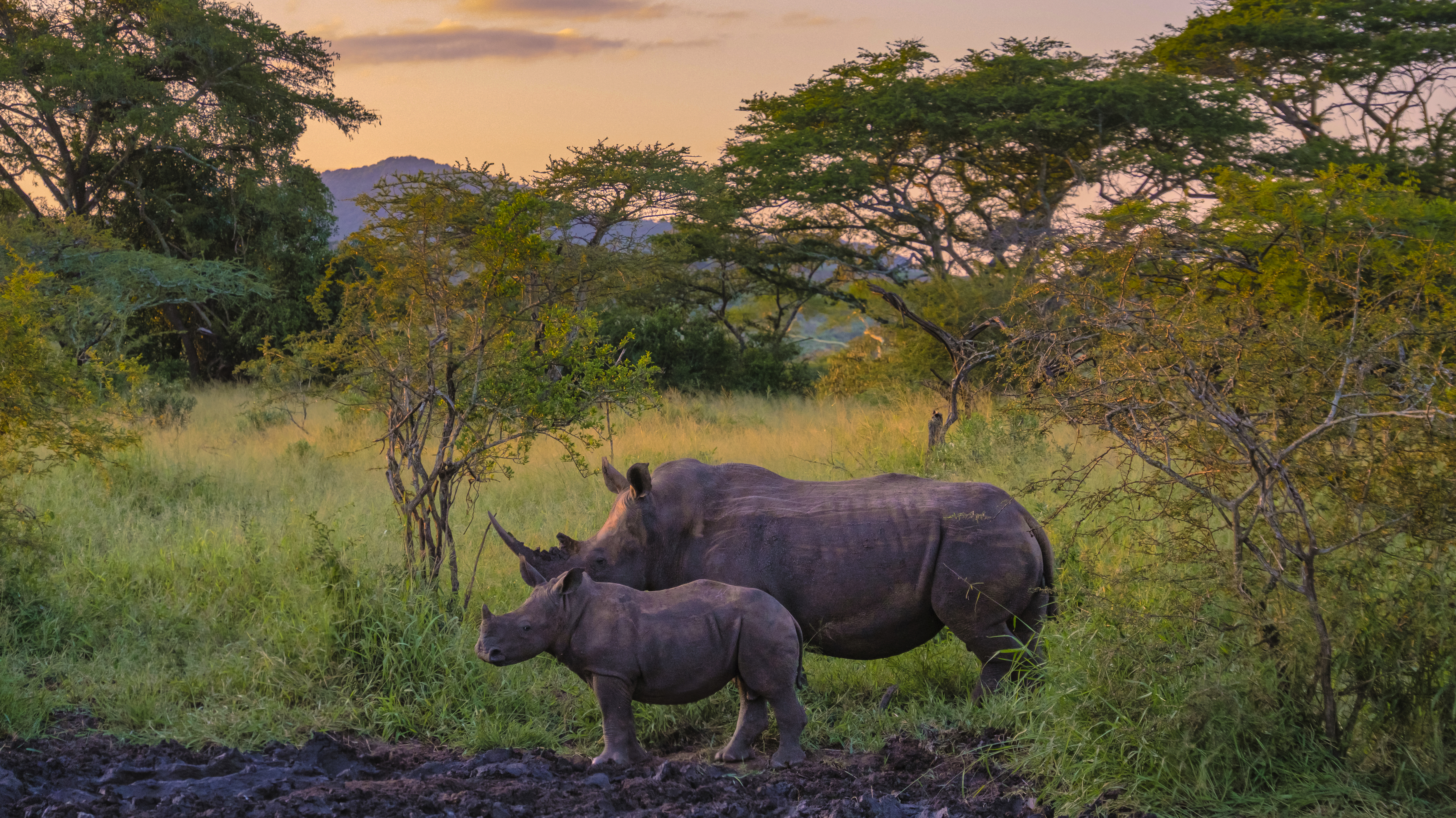White Rhino in the bush of Family of the Blue Canyon Conservancy in South Africa near Kruger National Park