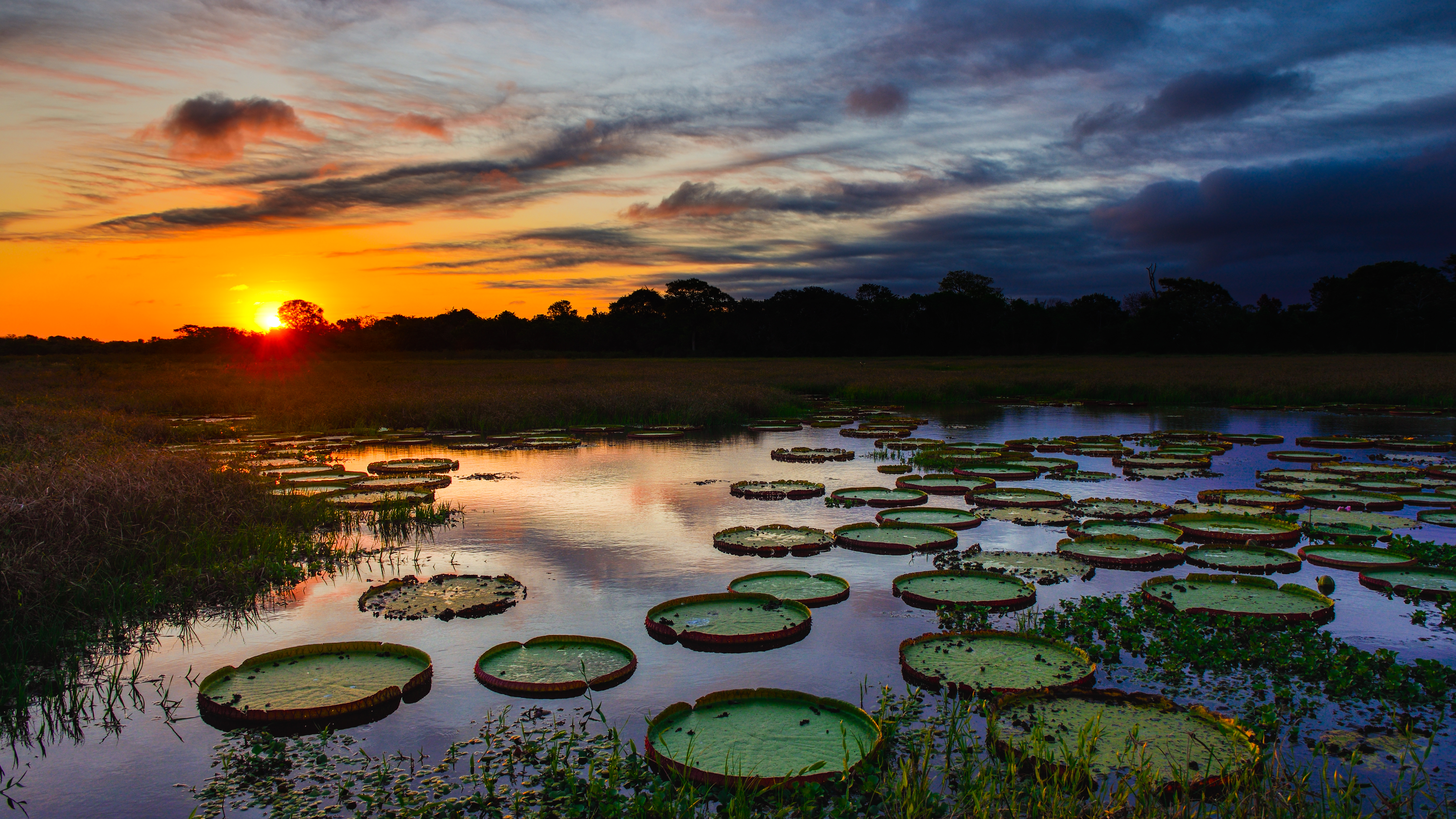 A magnificent sunset over a lake filled with giant water lilies