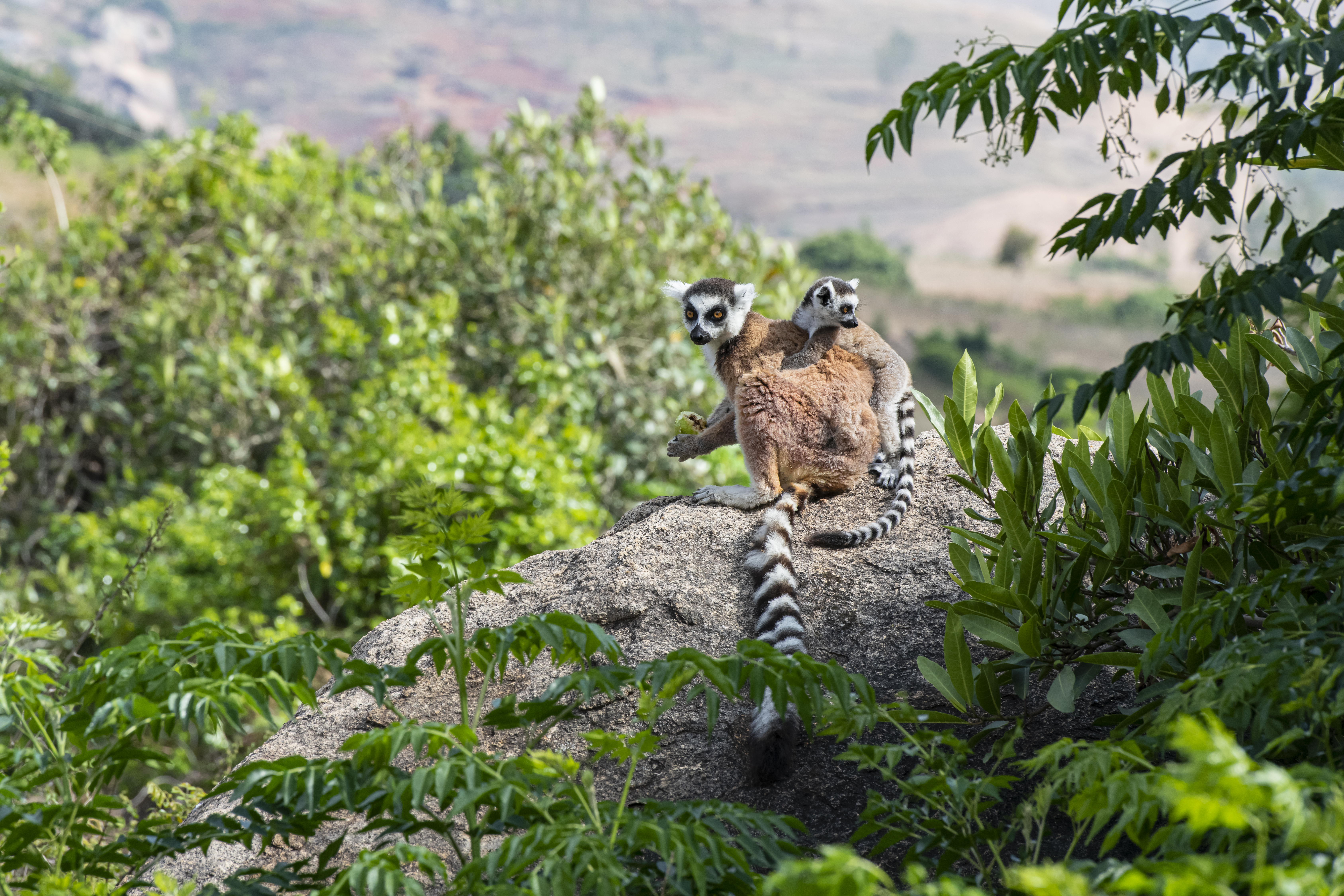 A mother and baby Ring-tailed Lemur (Lemur catta), shot in wildlife in Anja Reservat, Madagascar. 