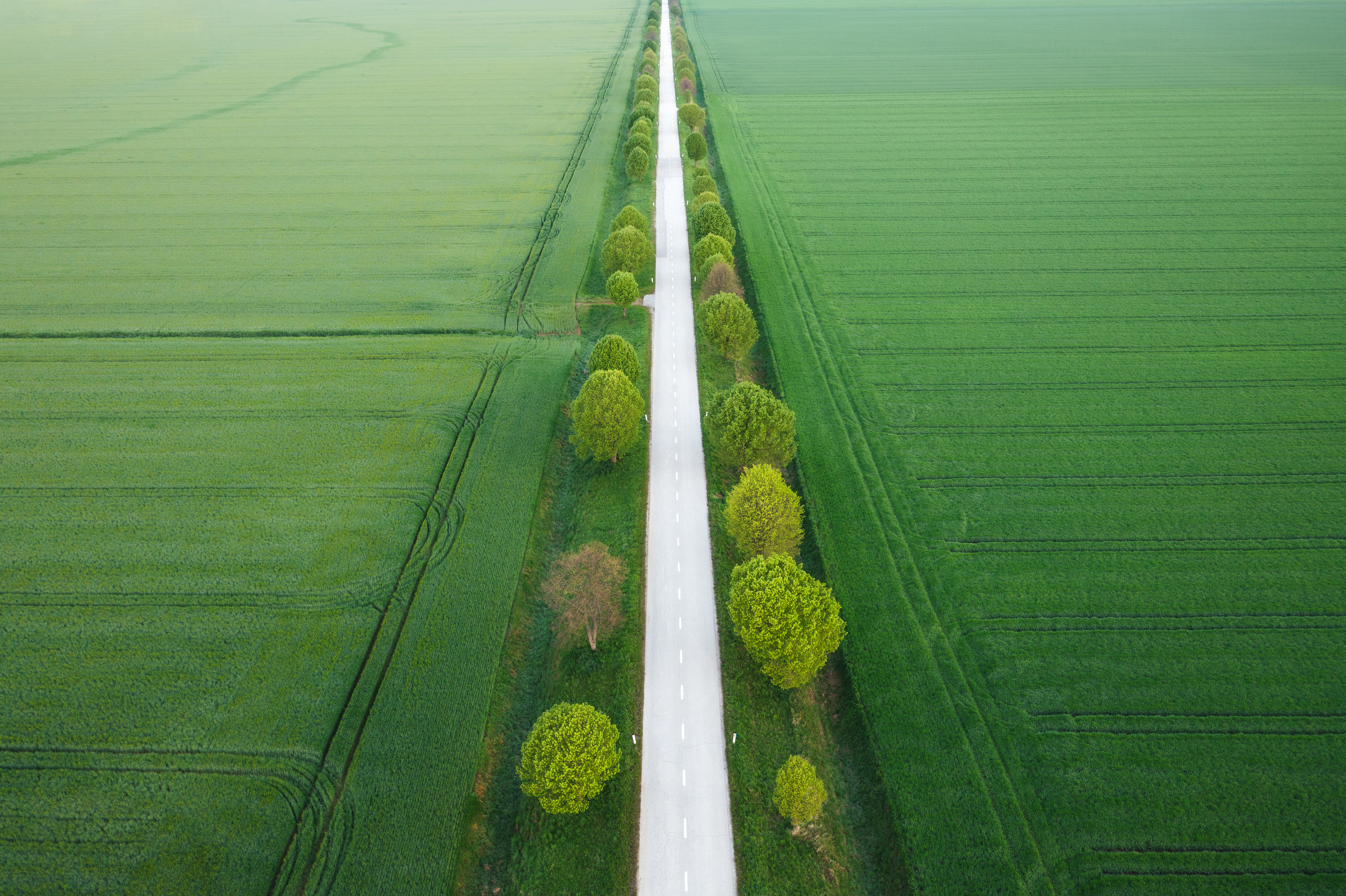 Aerial view on idyllic tree-lined country road through the wheat fields.