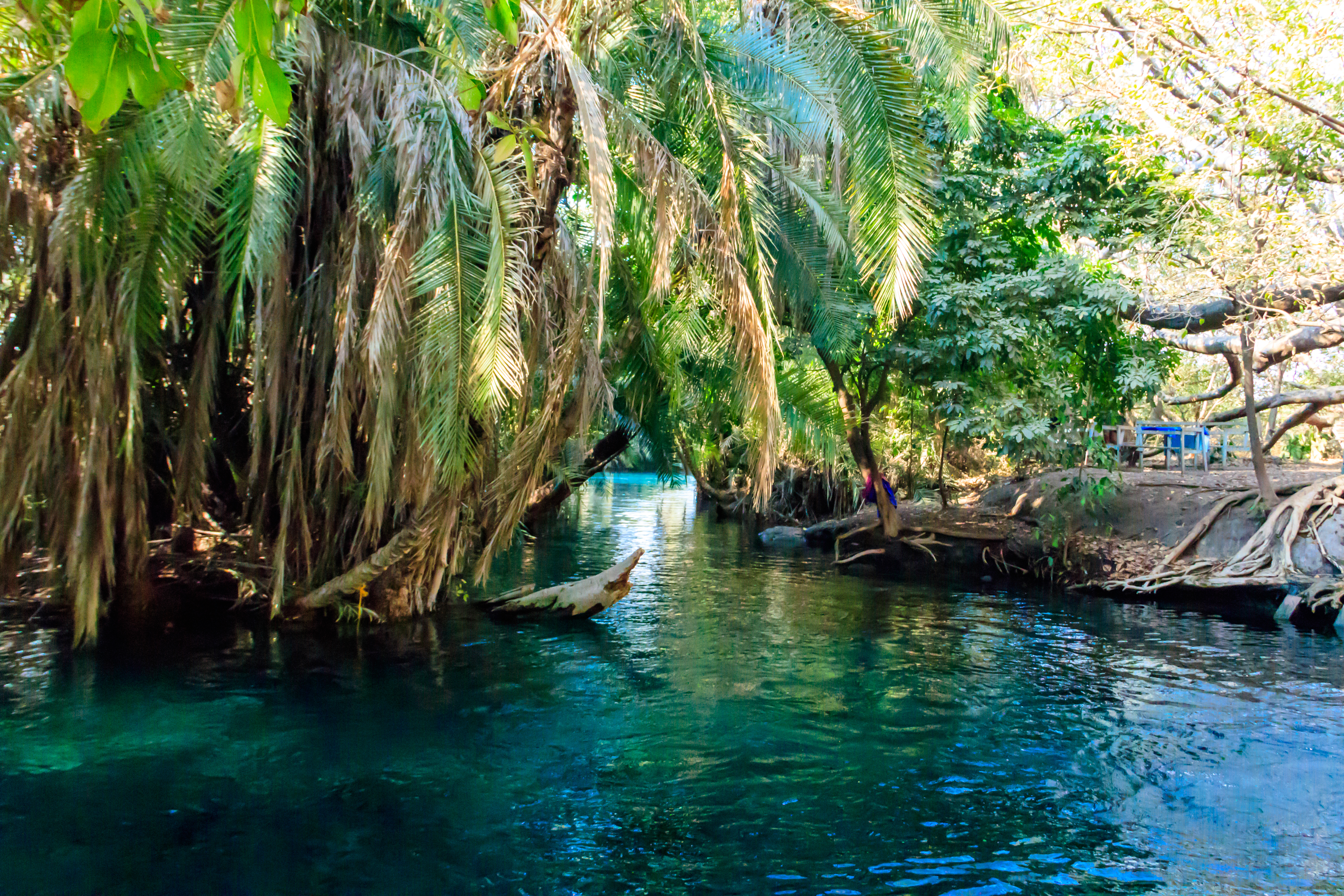 The Lush jungle and fresh waters of the Kikuletwa hot springs