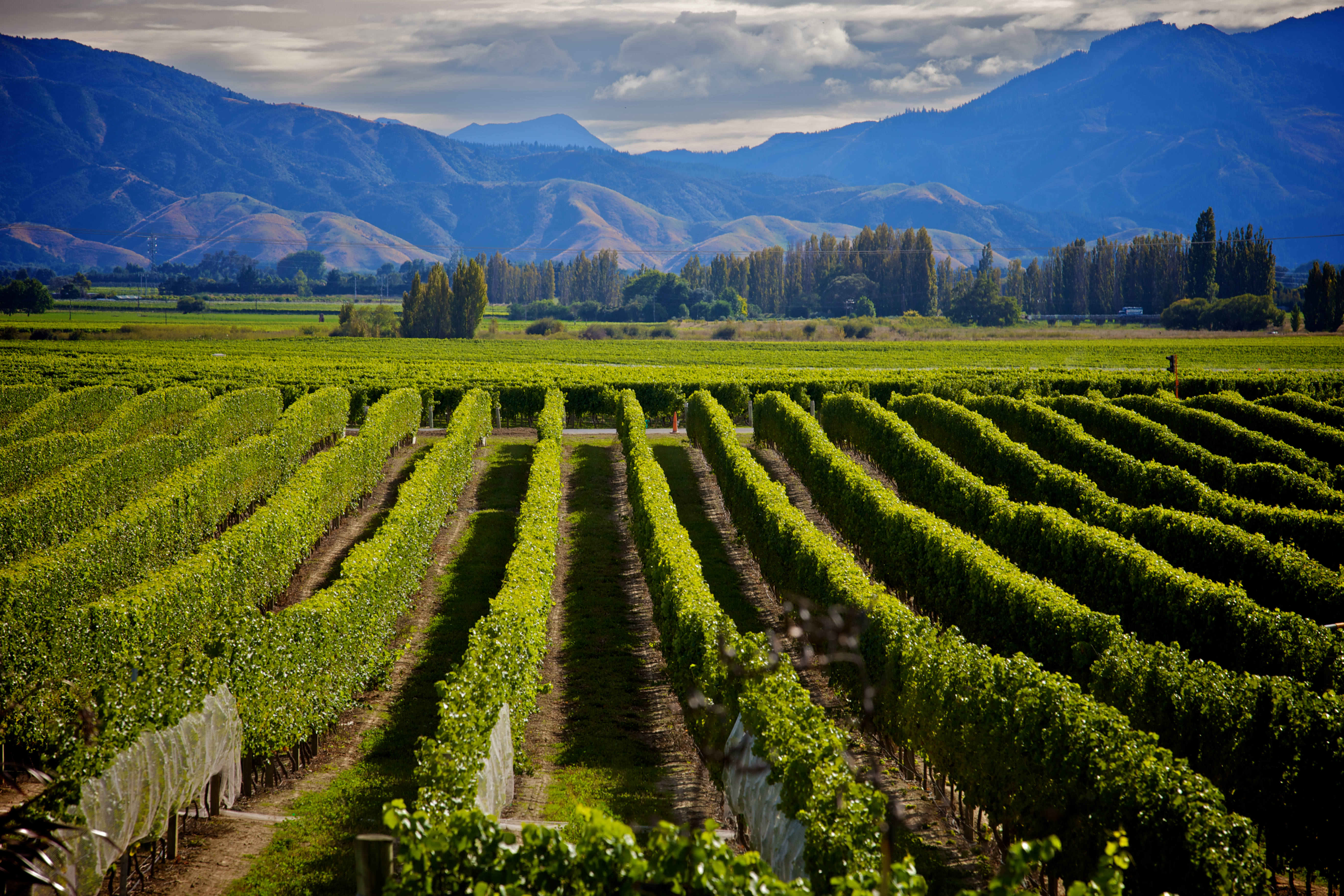 Marlborough Wine Crop in New Zealand