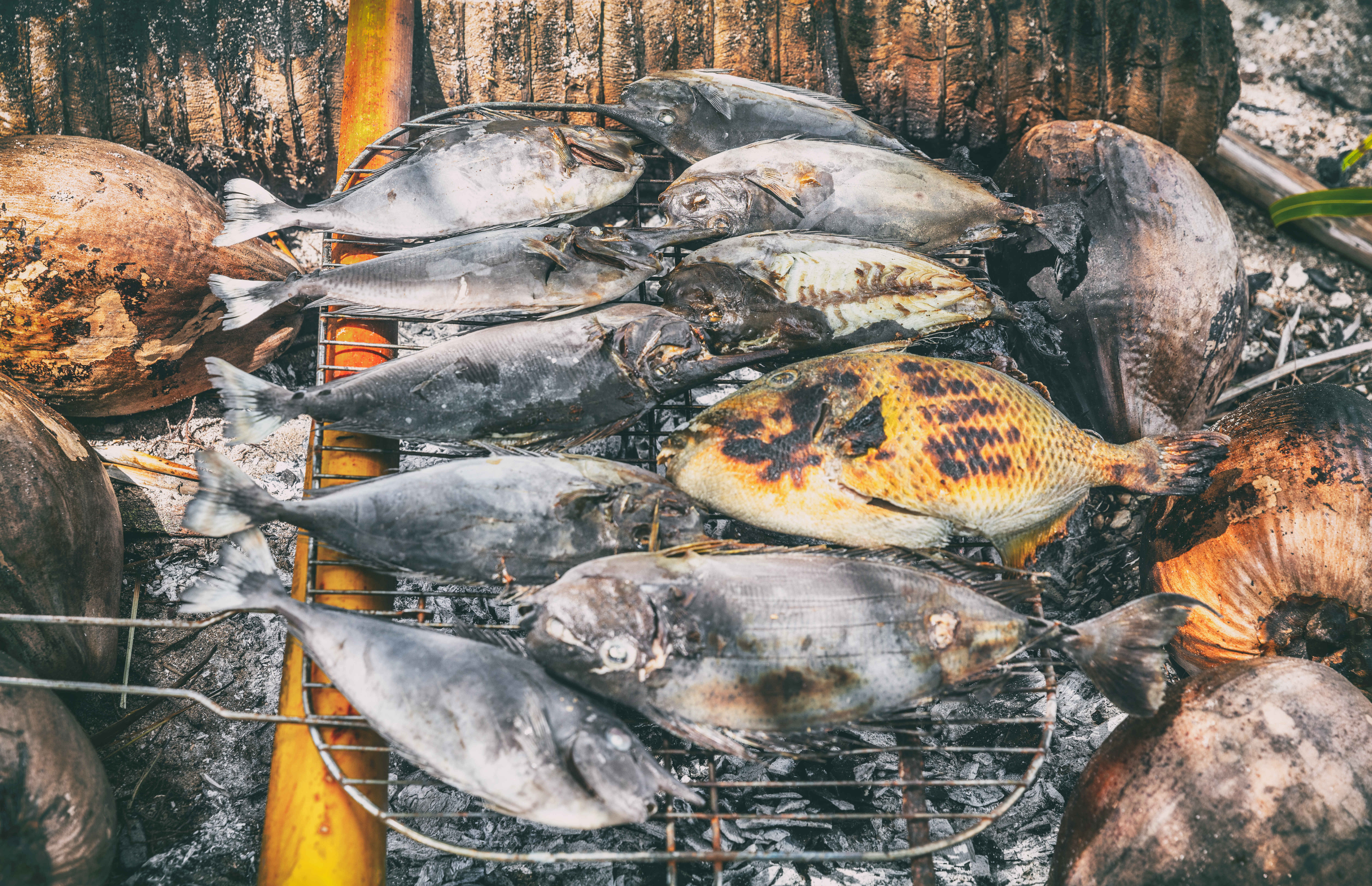 Grilled fish resting on a metal grate, surrounded by coconut shells and ashes, indicating a cooking process outdoors.