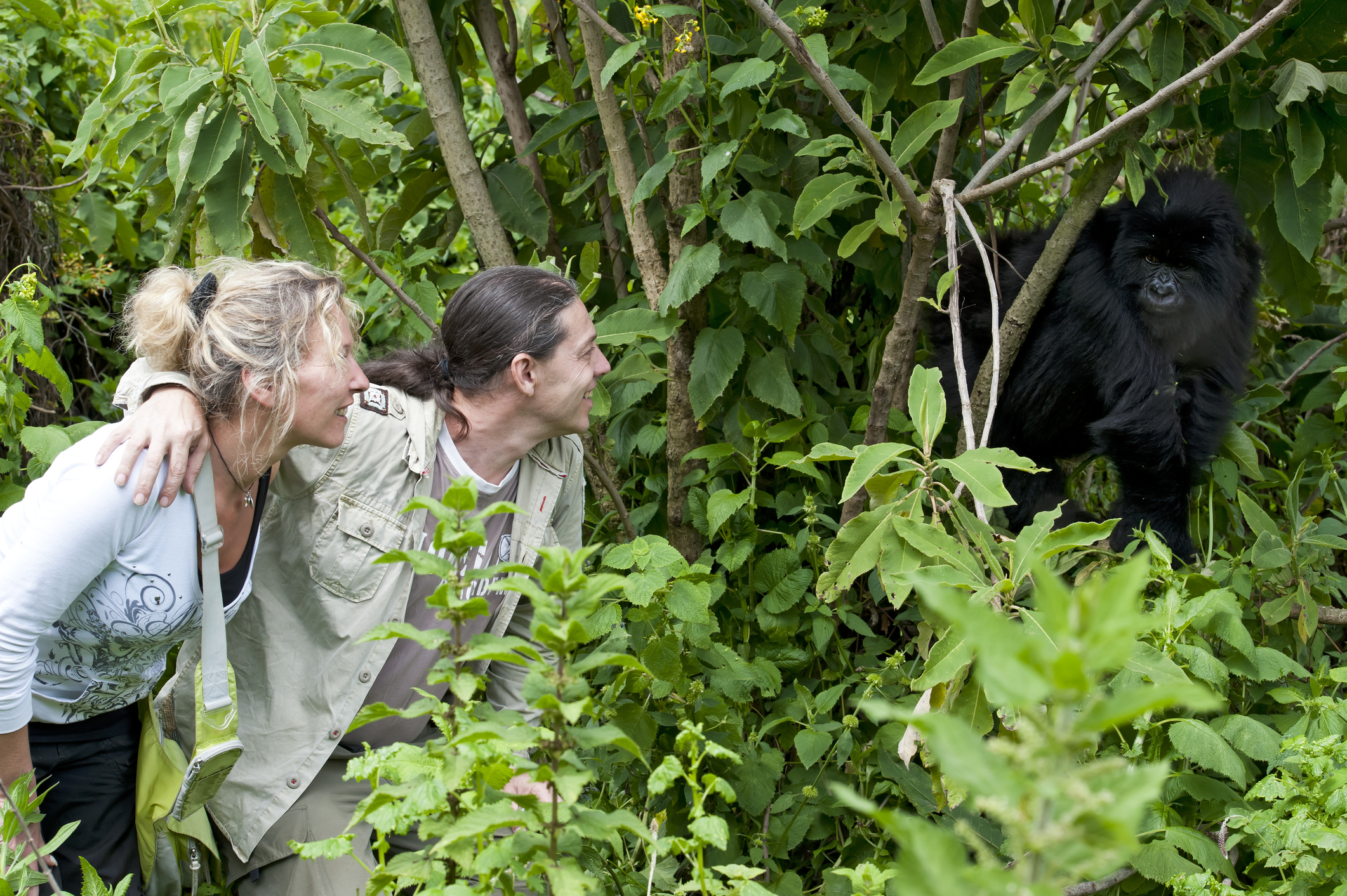 Two people observing a mountain gorilla perched in a tree among thick green foliage.