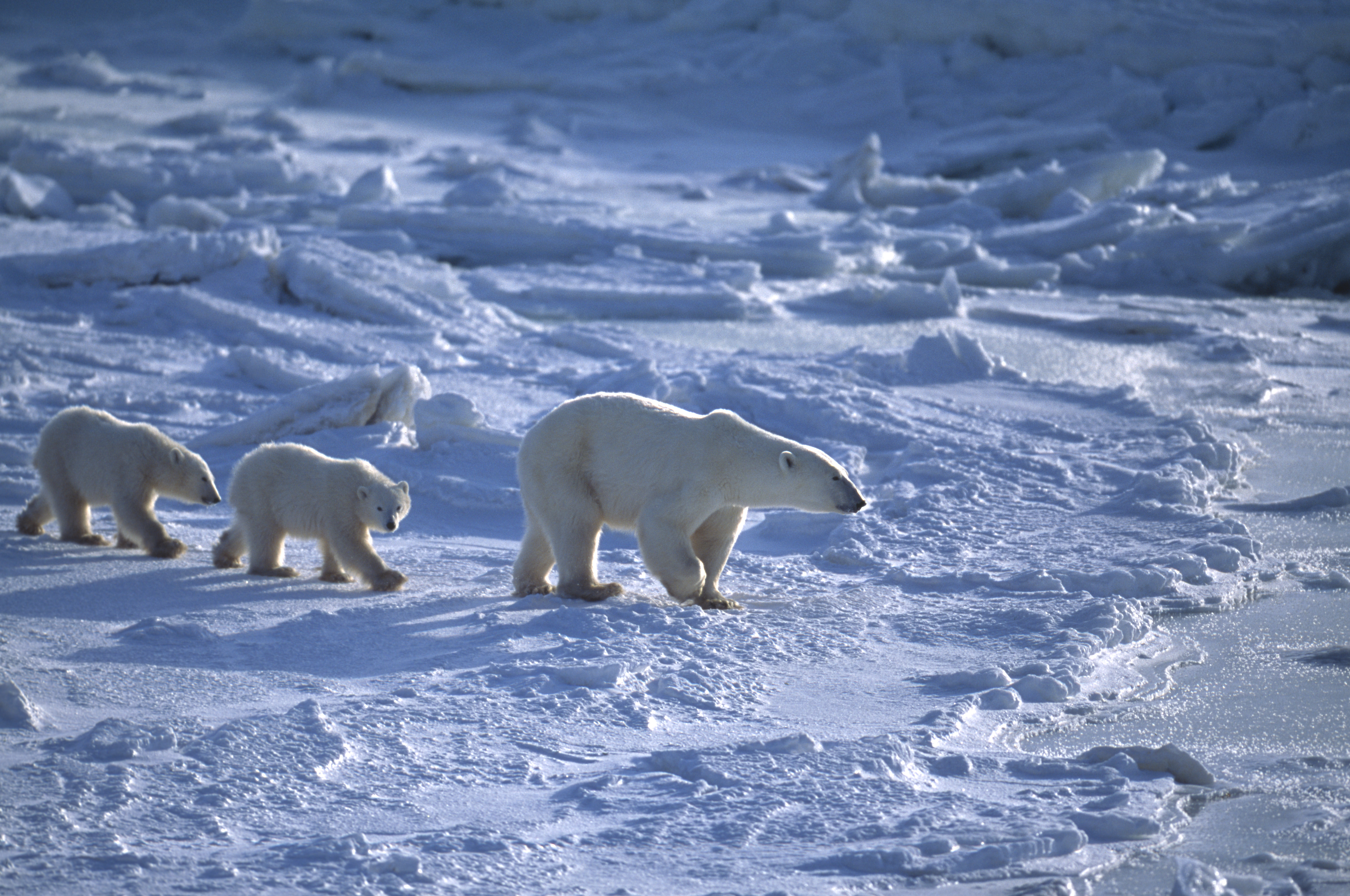 Mother and her two polar bear (Ursus maritimus) cubs traveling across the ice fow of the Hudson Bay.