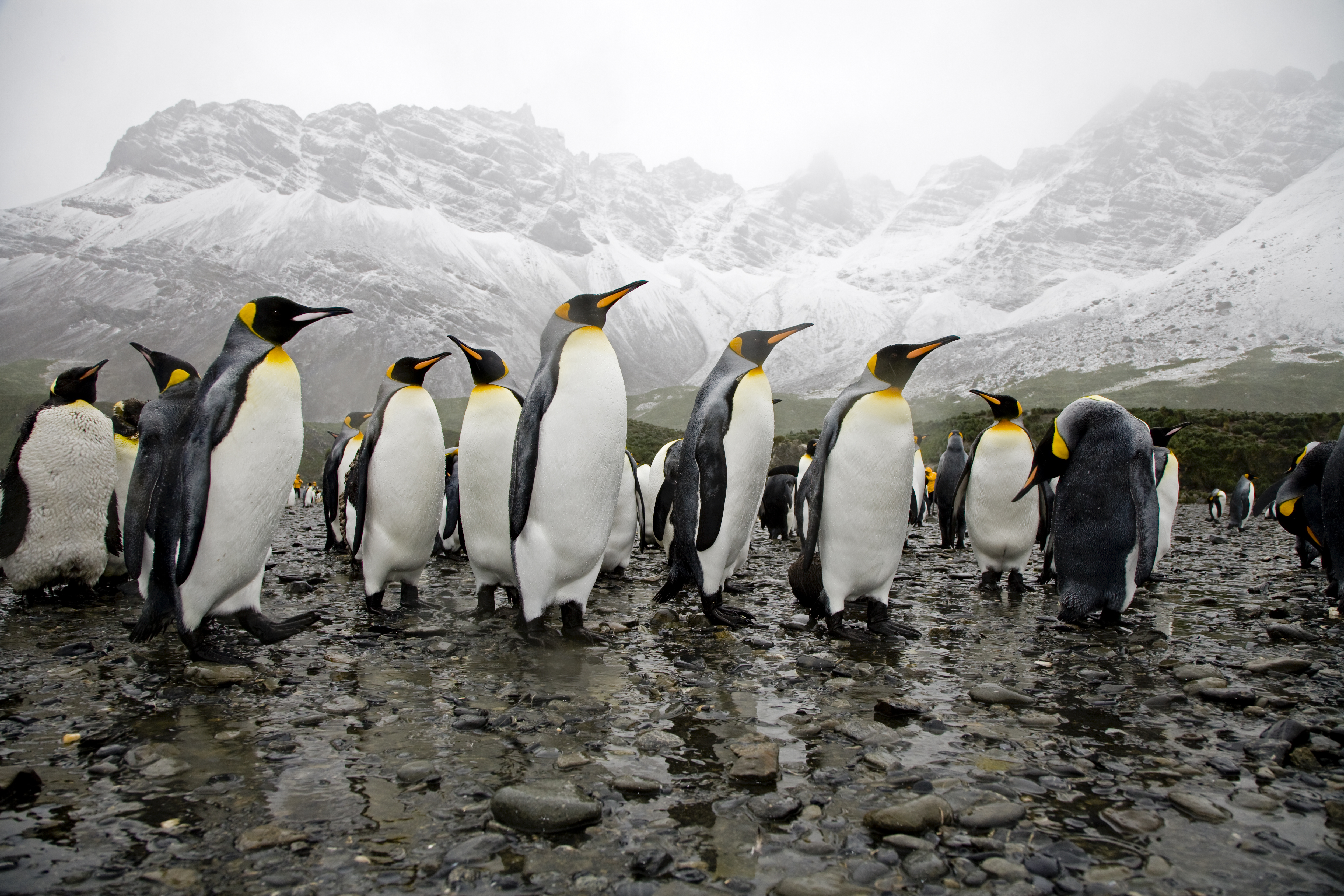 King Penguins at the beach, wide angle shot against the high snow mountains