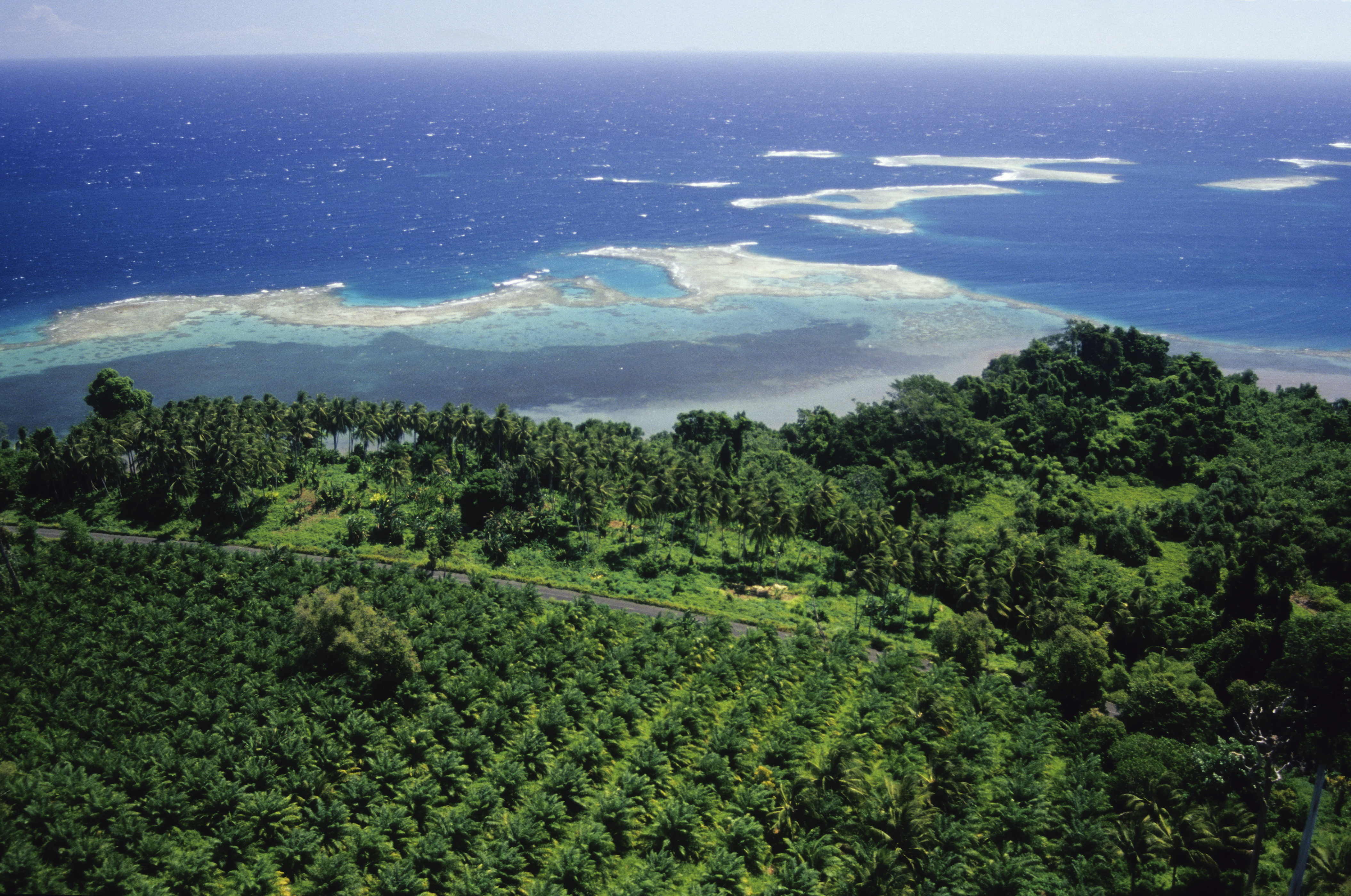 Aerial view of a Oil Palm (palm oil) plantation by the sea