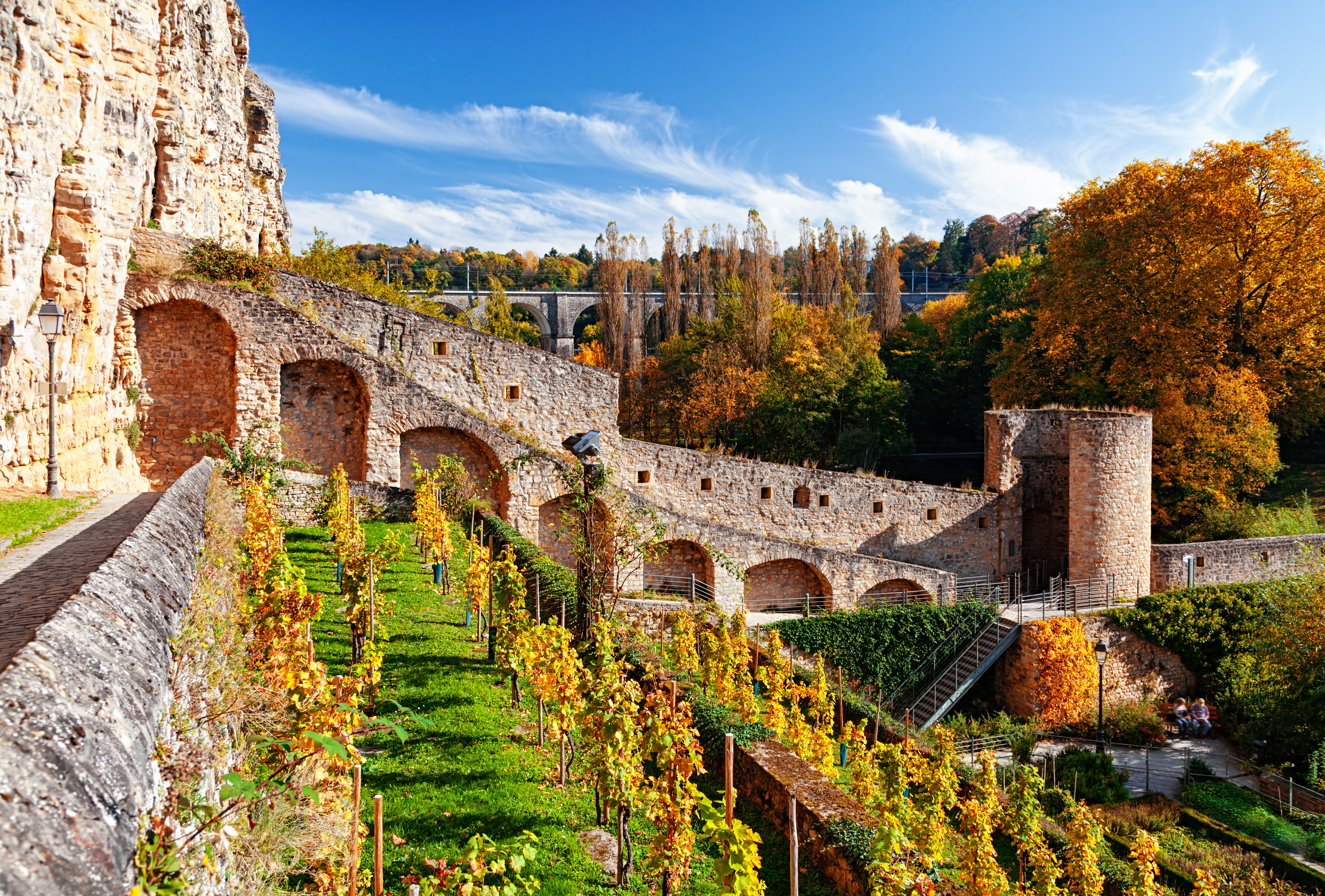 Vineyard in Luxembourg old town (Ville Basse) at autumn
