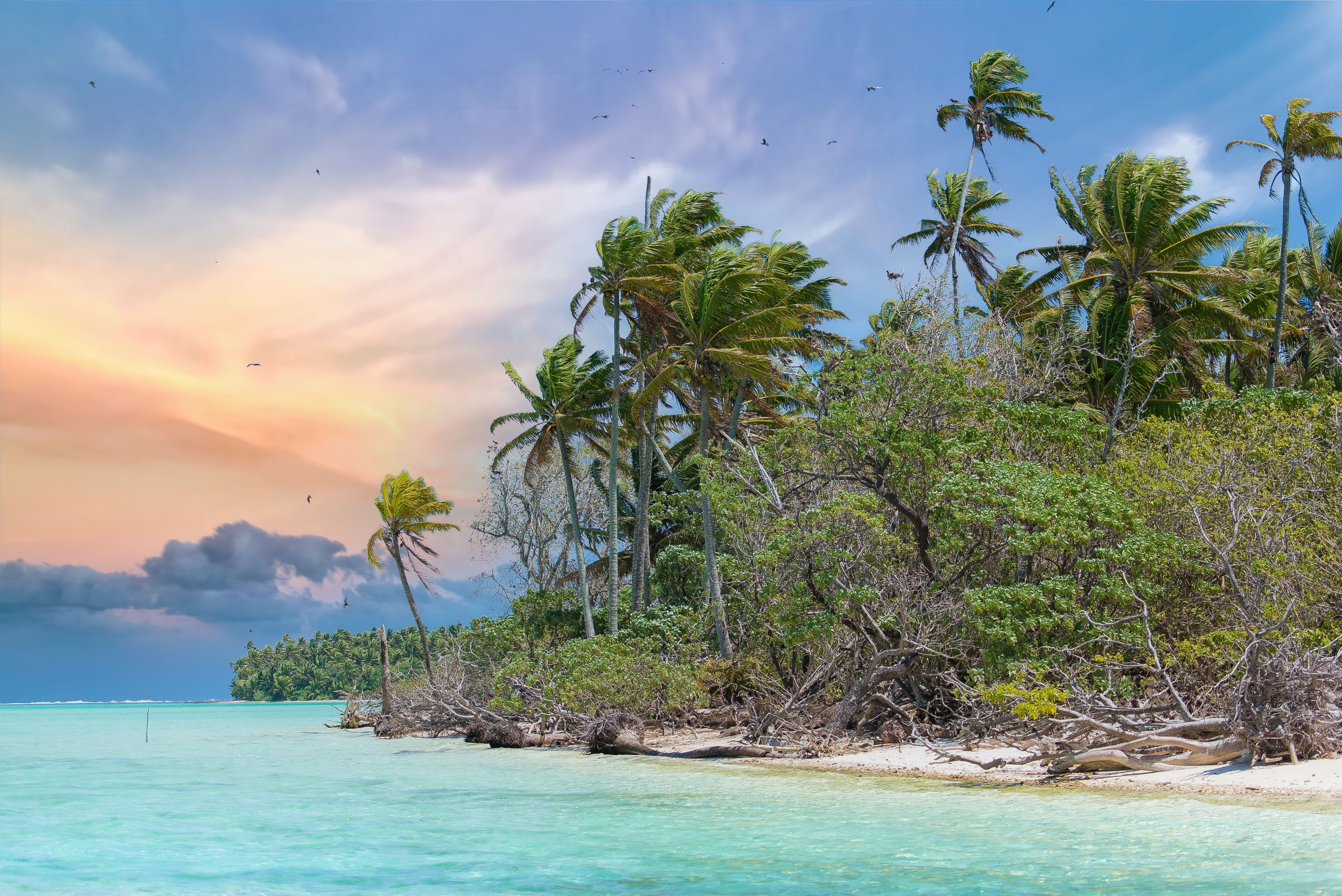 Island beach palms and clear turquoise ocean water with coconut tree