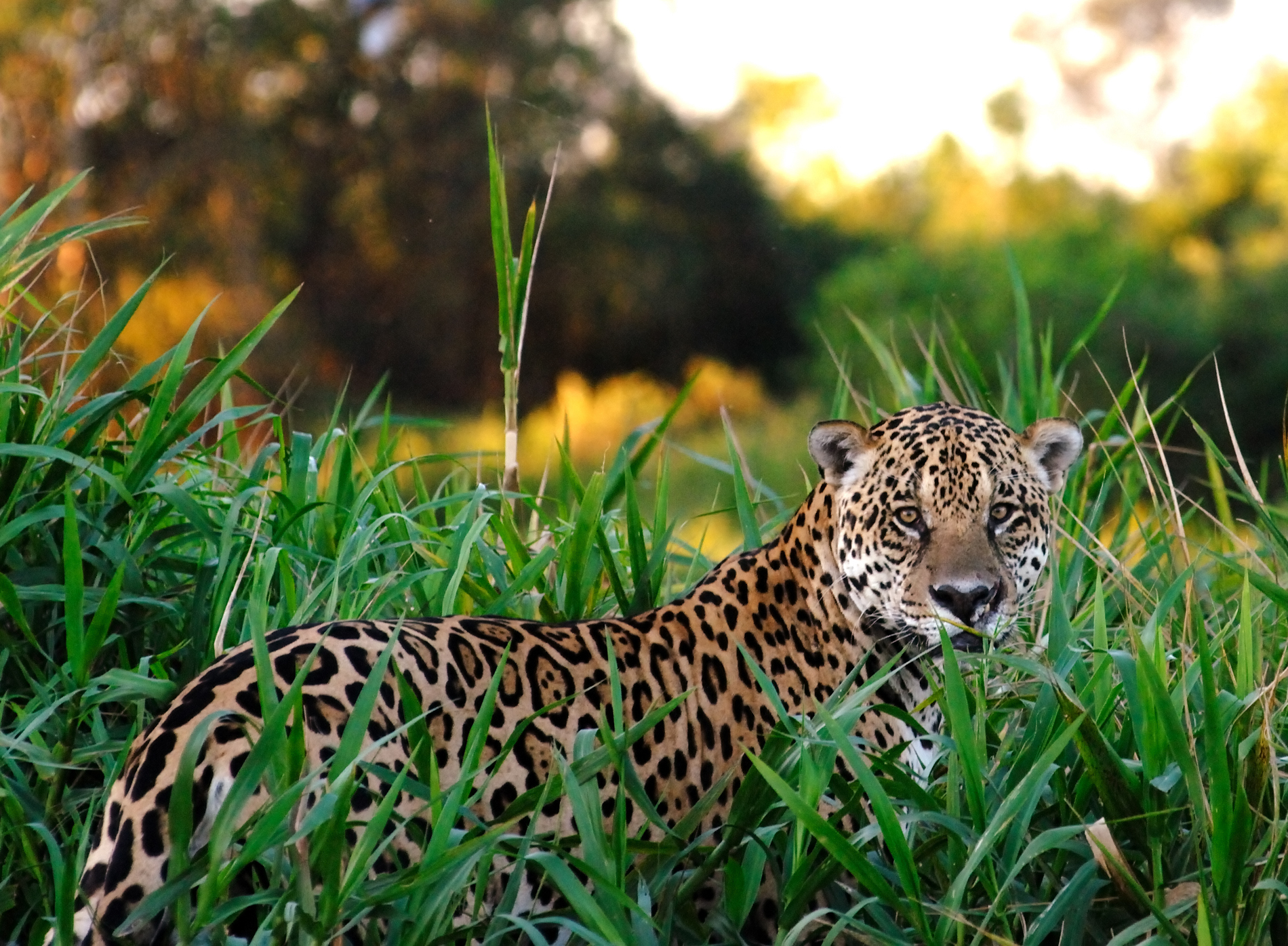 Large male Jaguar (panthera onca) found in the densely forested Amazon jungle