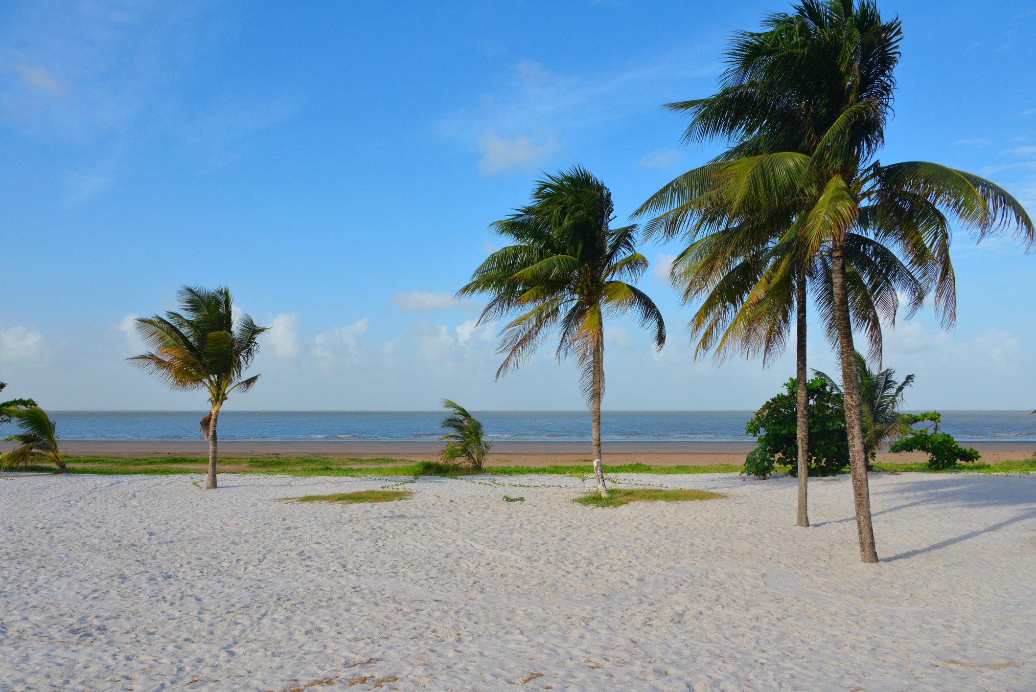 A serene beach scene with palm trees swaying in the breeze and a calm ocean under a blue sky.