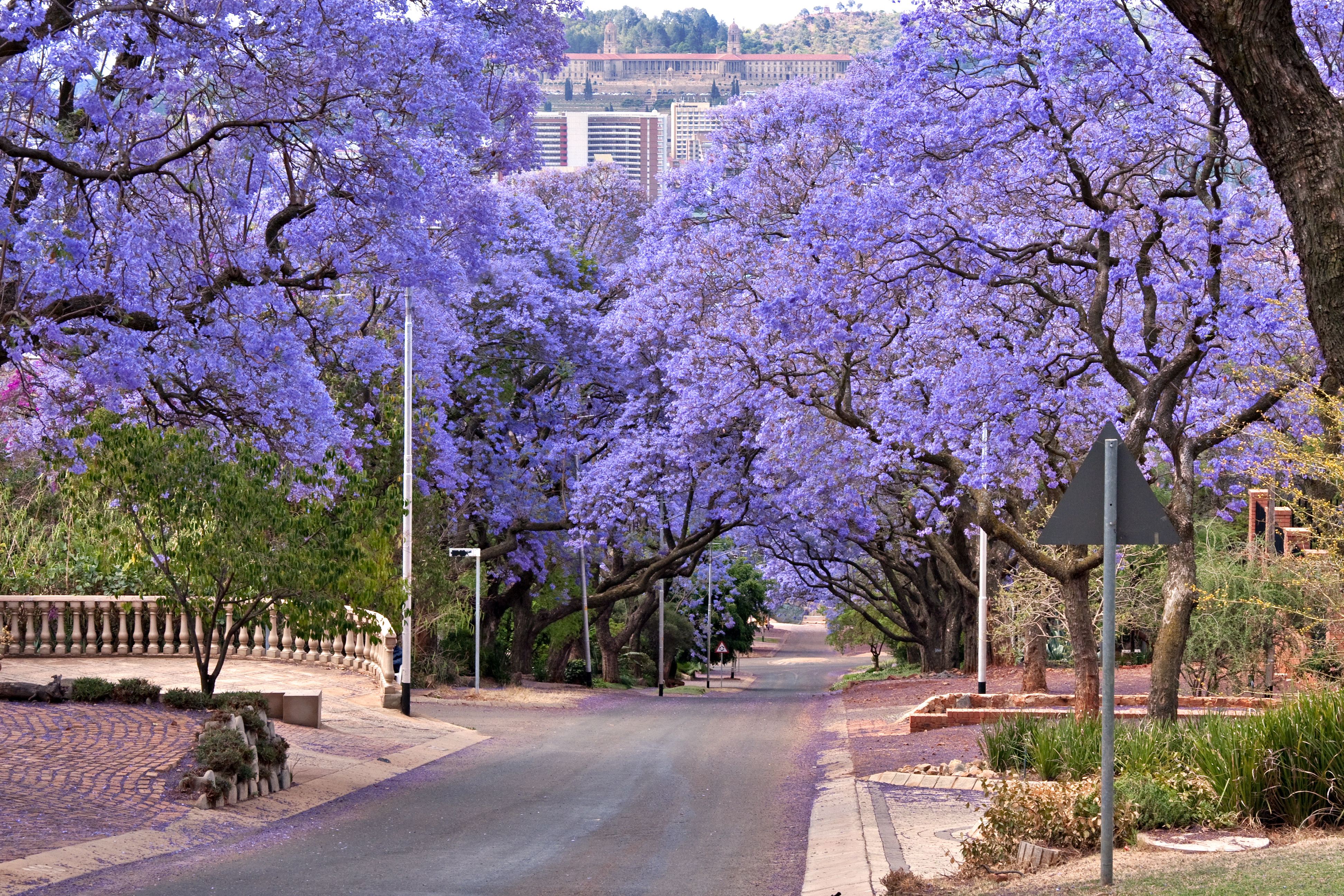 Jacaranda trees lining the street in Pretoria, South Africa, purple bloom in October, with government buildings in the distance