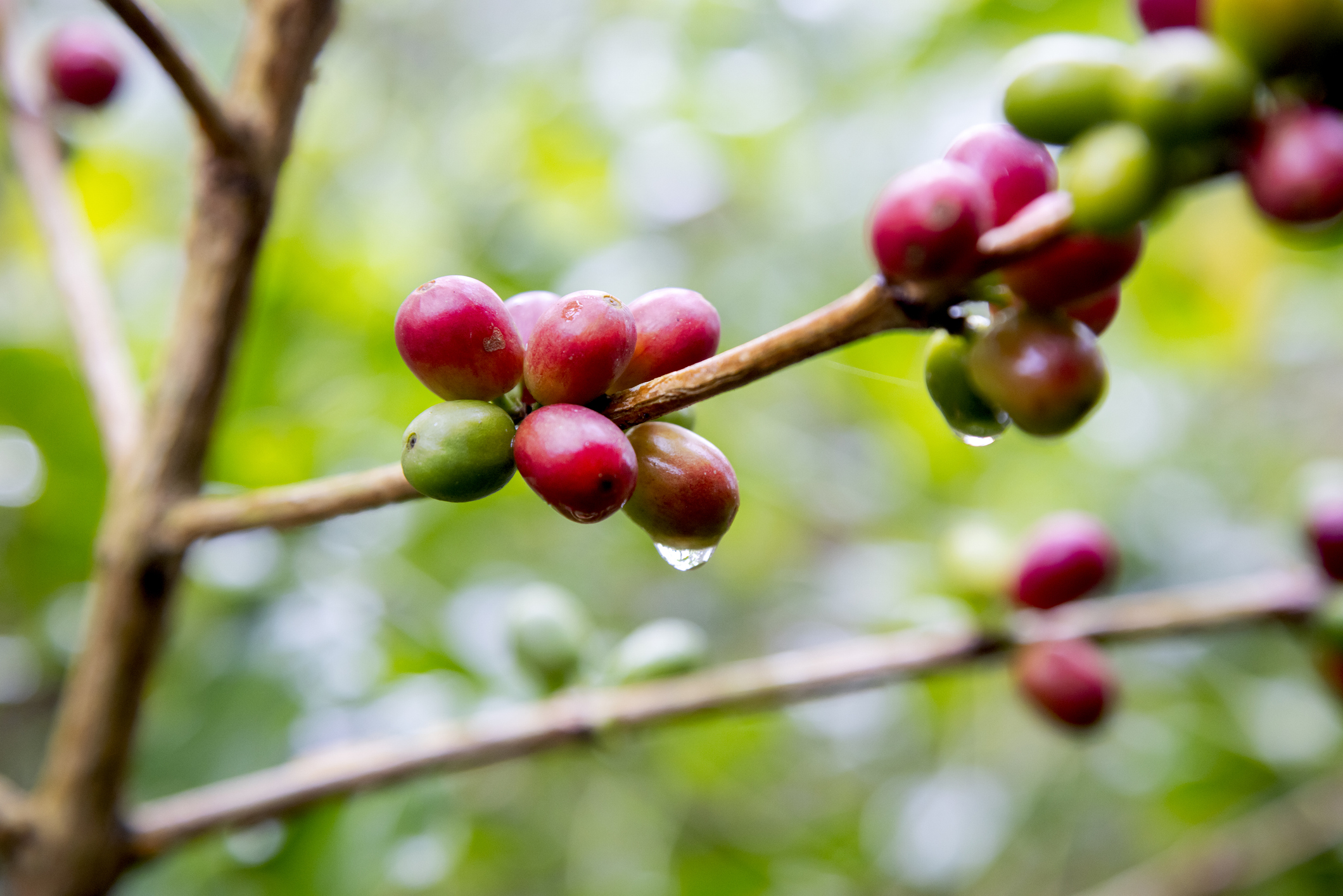 Coffee cherries in shades of red and green on a branch, with droplets of water reflecting the surrounding greenery.