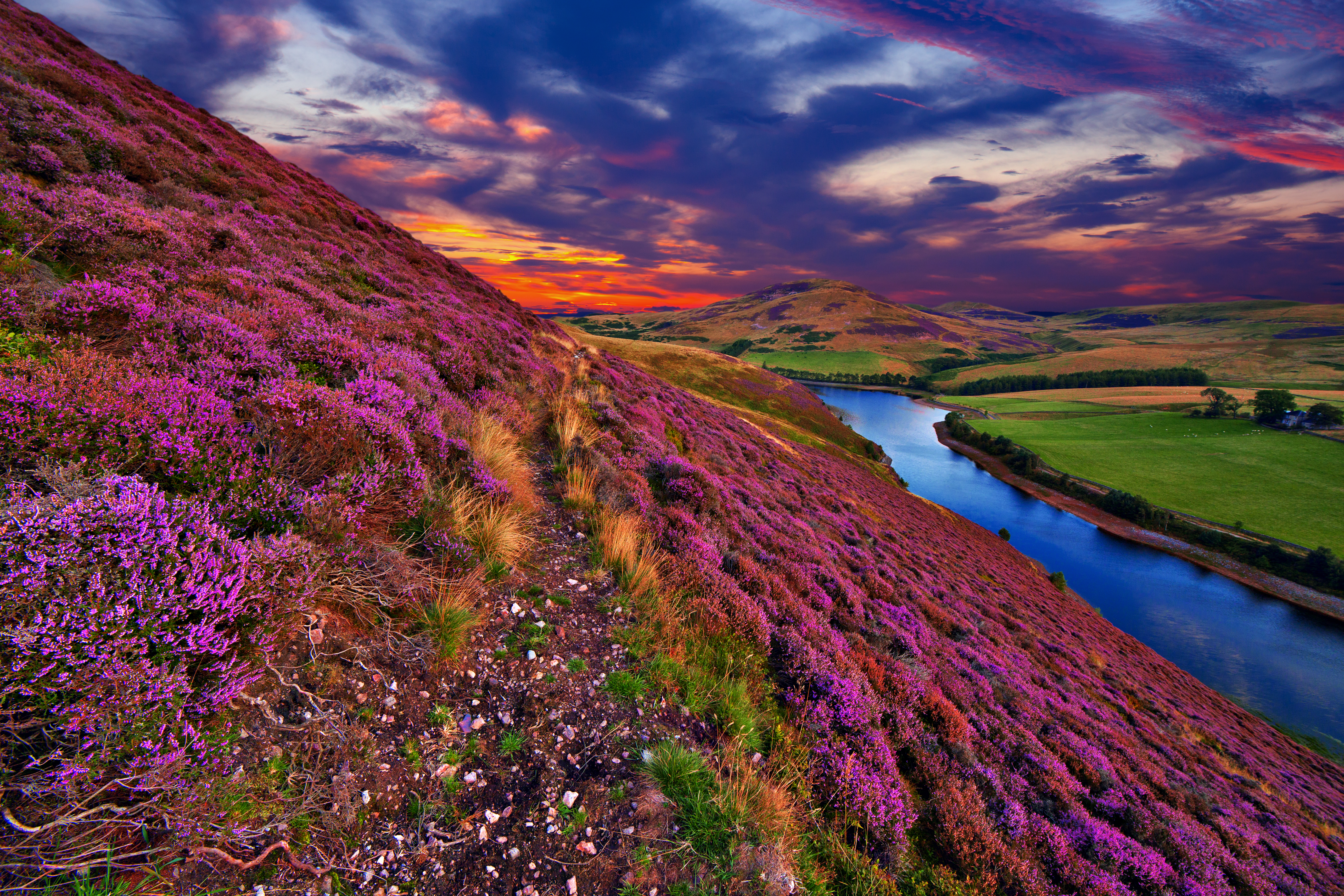 Vivid colorful landscape scenery with a footpath through the hill slope covered by violet heather flowers and green valley, river, mountains and cloudy blue sky on background