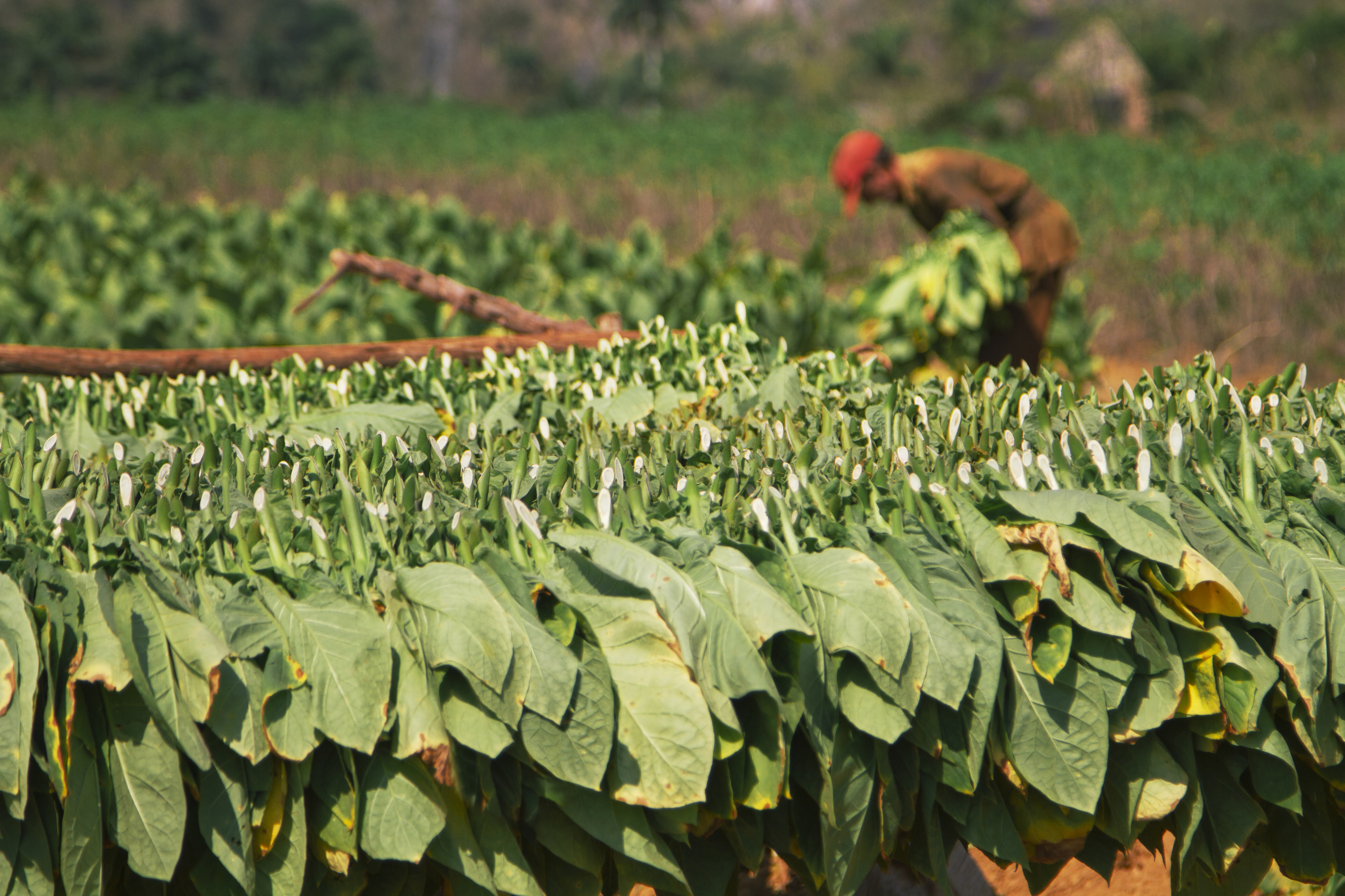 Picking and drying tobacco leaves