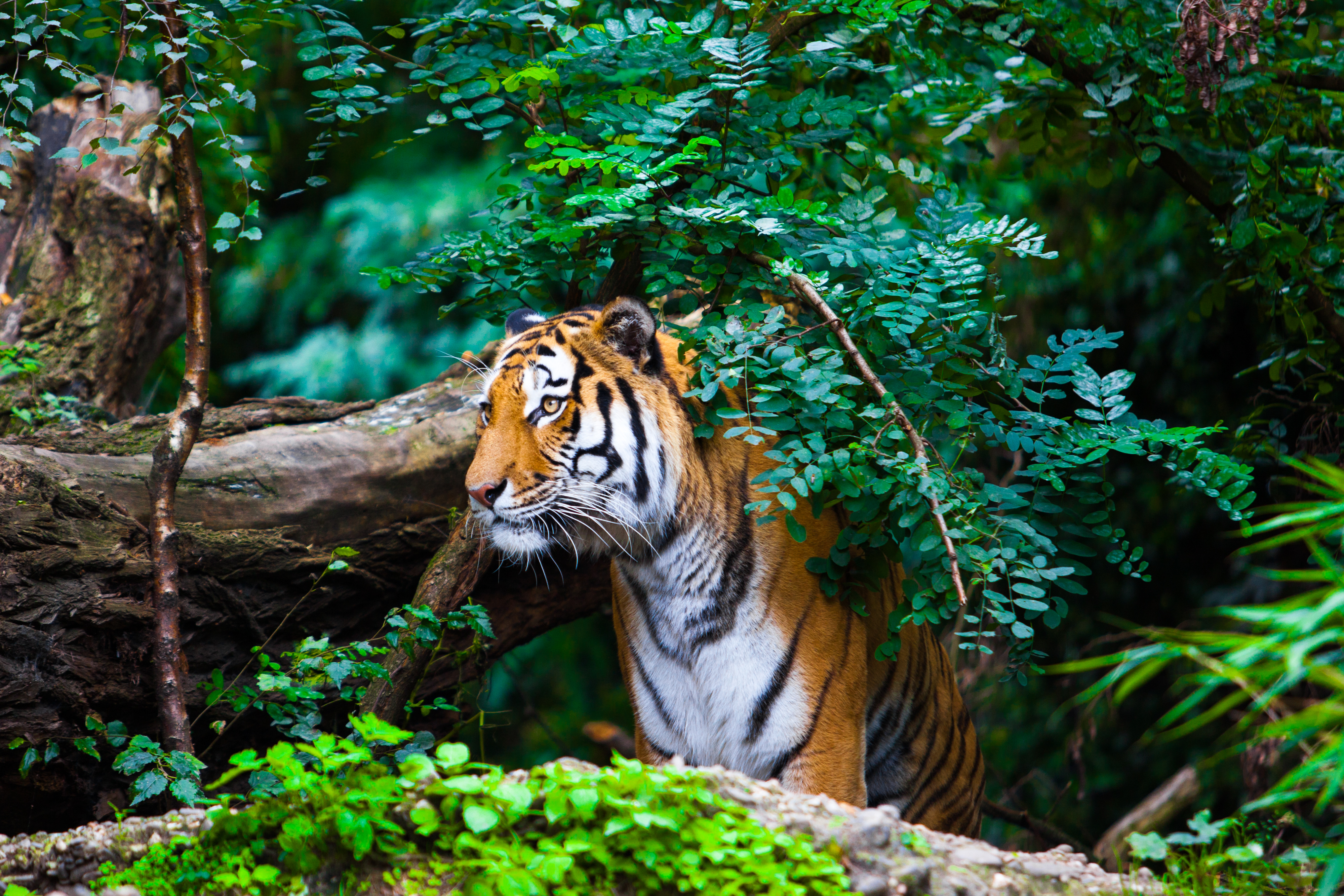 Tiger peaking out from behind the bushes