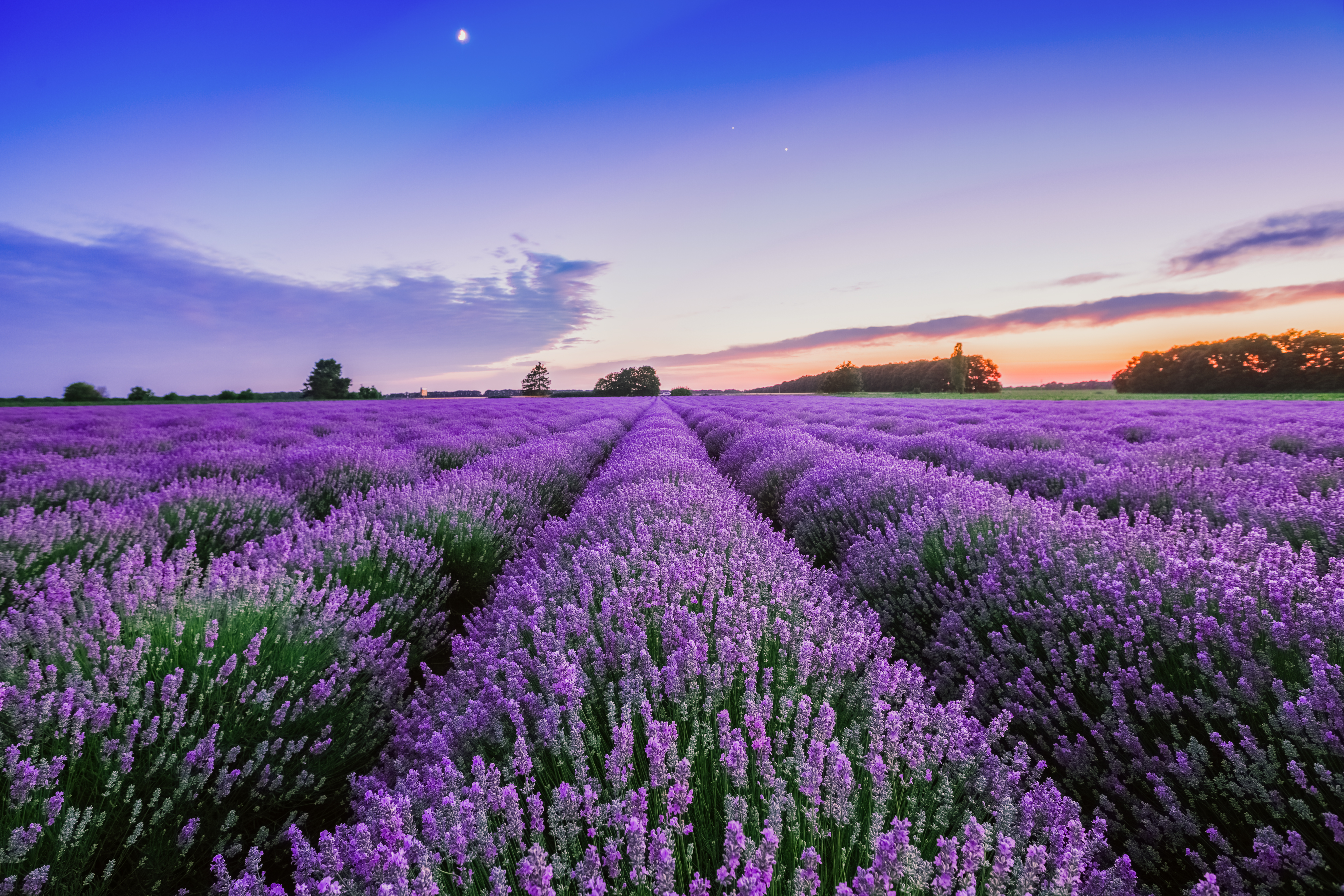 Sunrise and dramatic clouds over lavender field