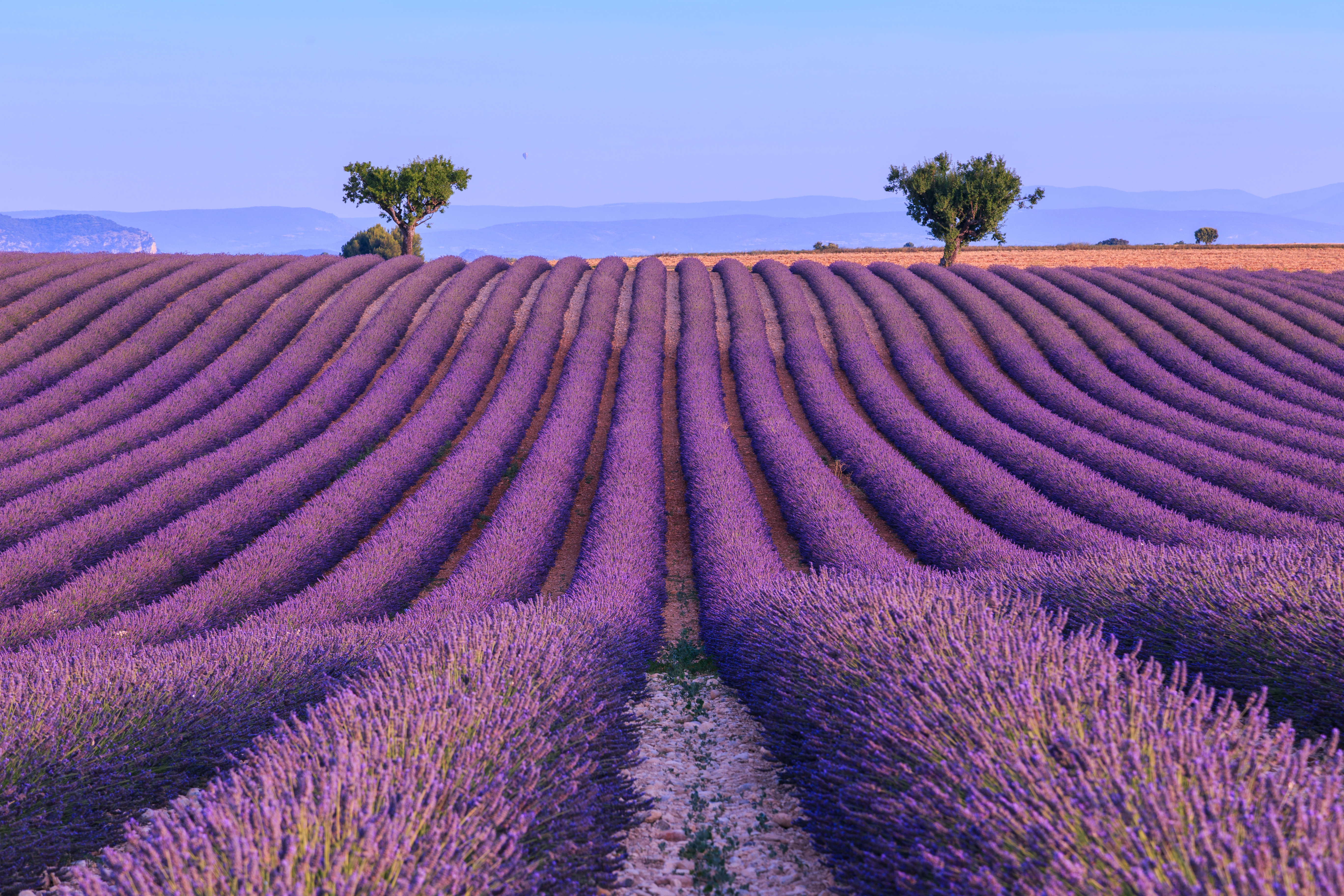 Lavender field summer sunset landscape with two tree near Valensole