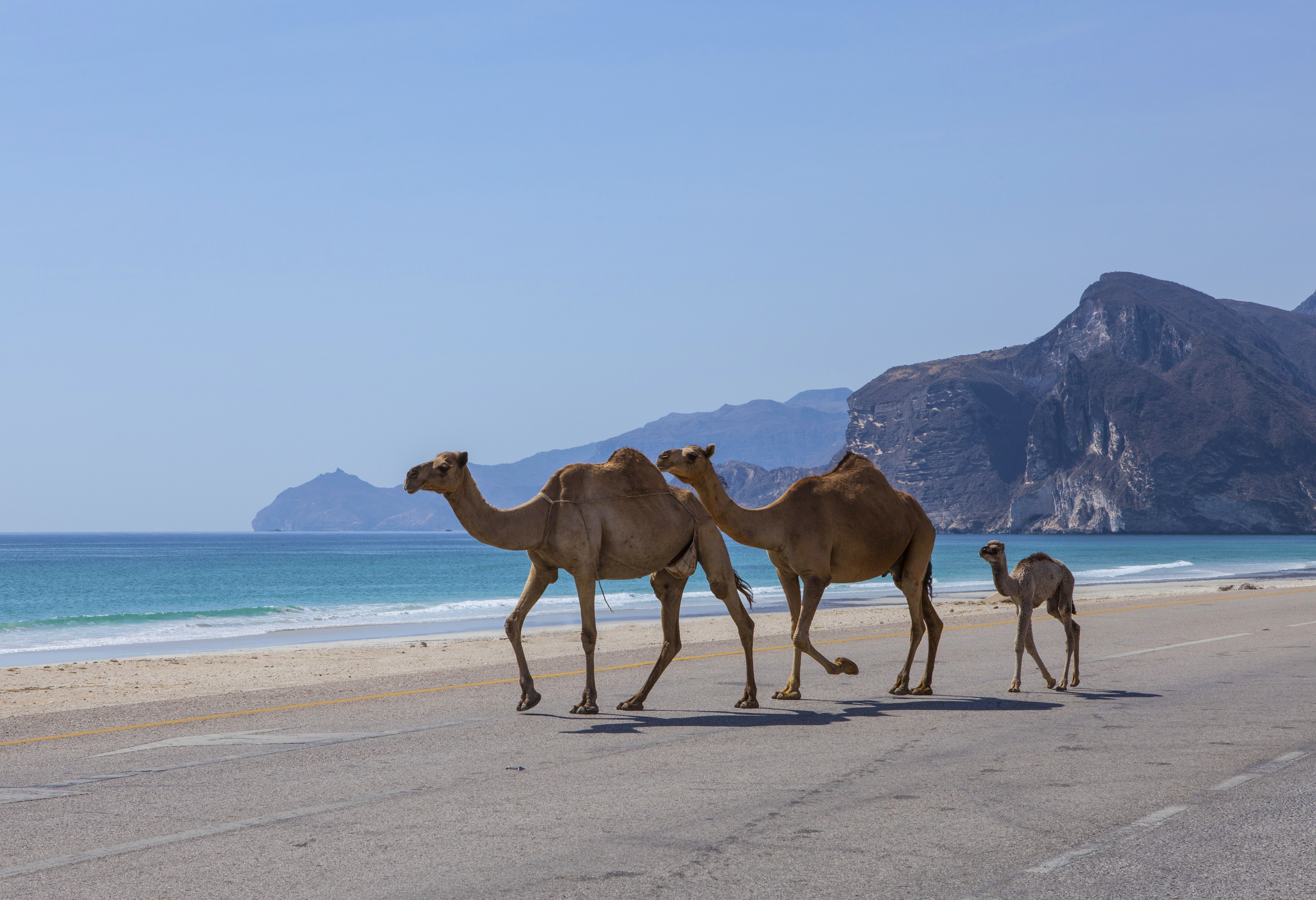 Three camels, including a baby, cross a road by the beach with mountains in the background under a clear blue sky.