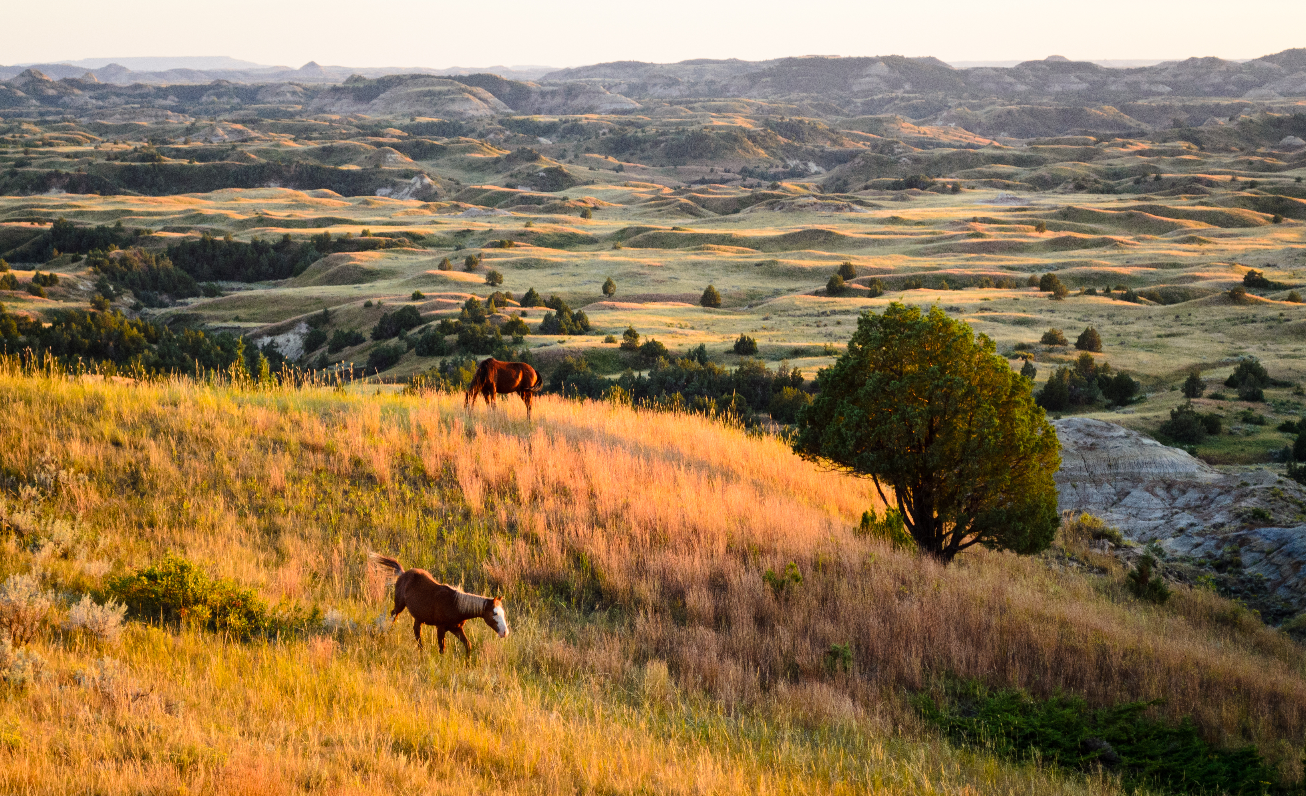 Theodore Roosevelt National Park landscape with wild horses eating in foreground