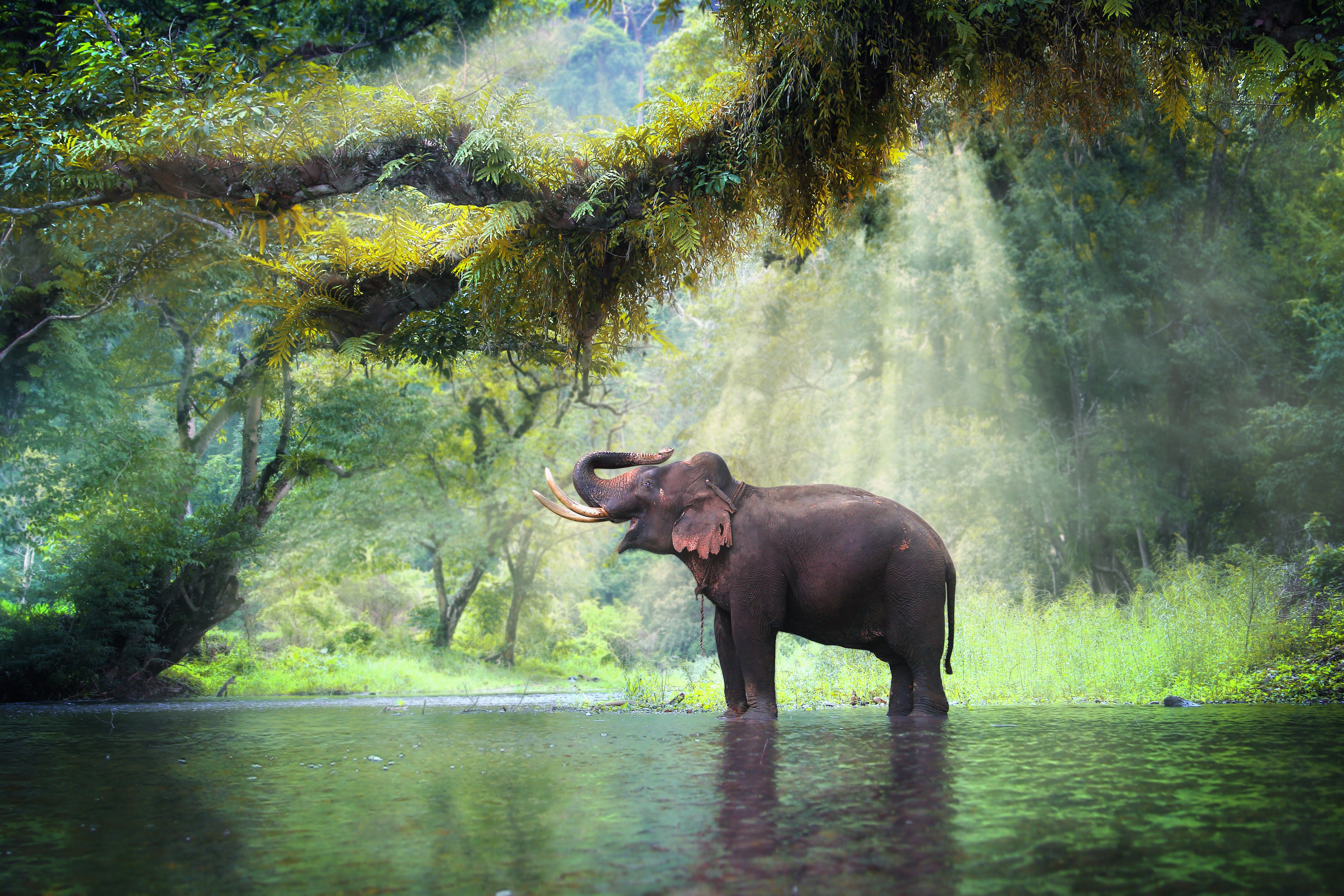 Wild elephant in the beautiful forest at Kanchanaburi province in Thailand