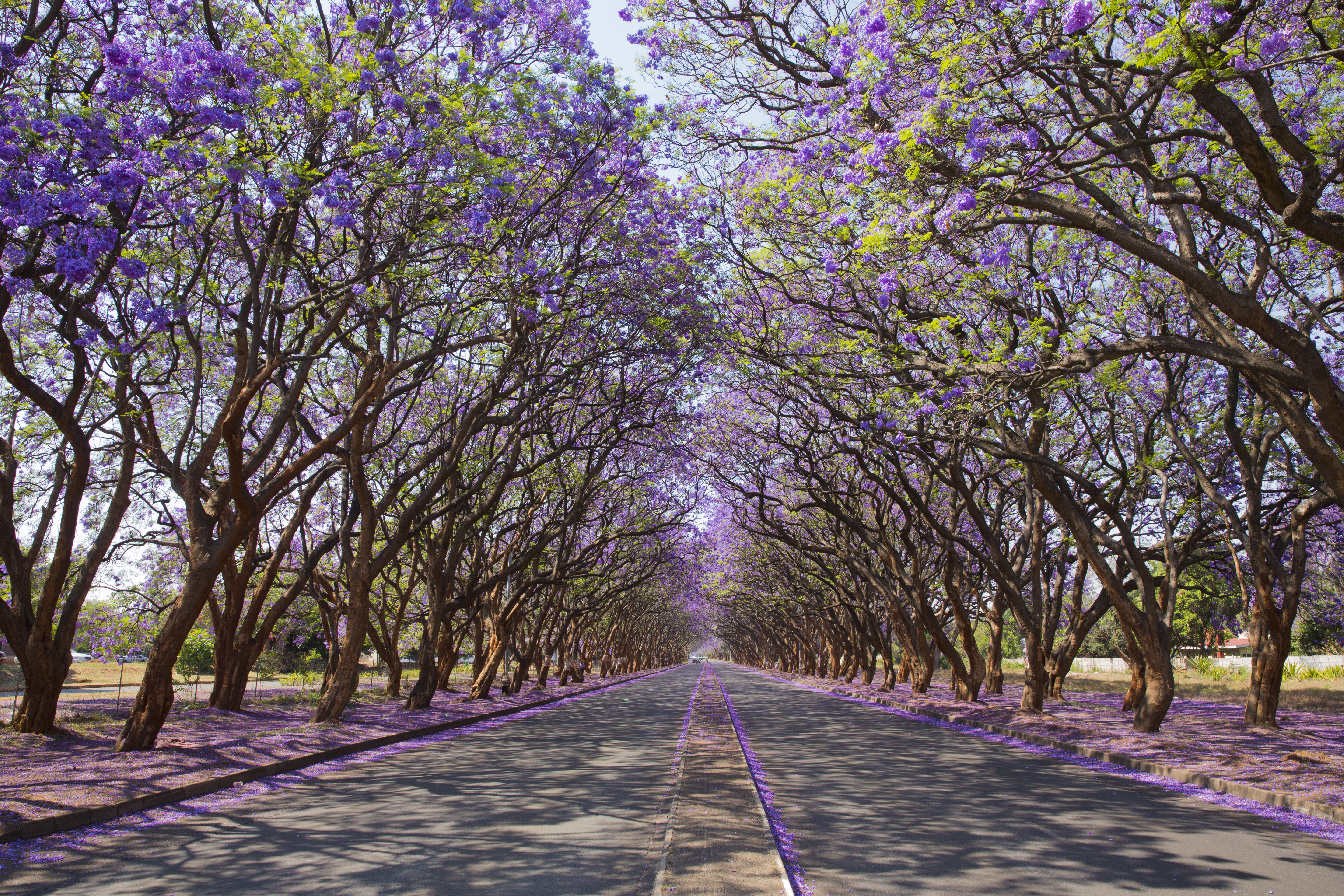Jacaranda trees (Jacaranda mimosifolia), lining Milton Avenue