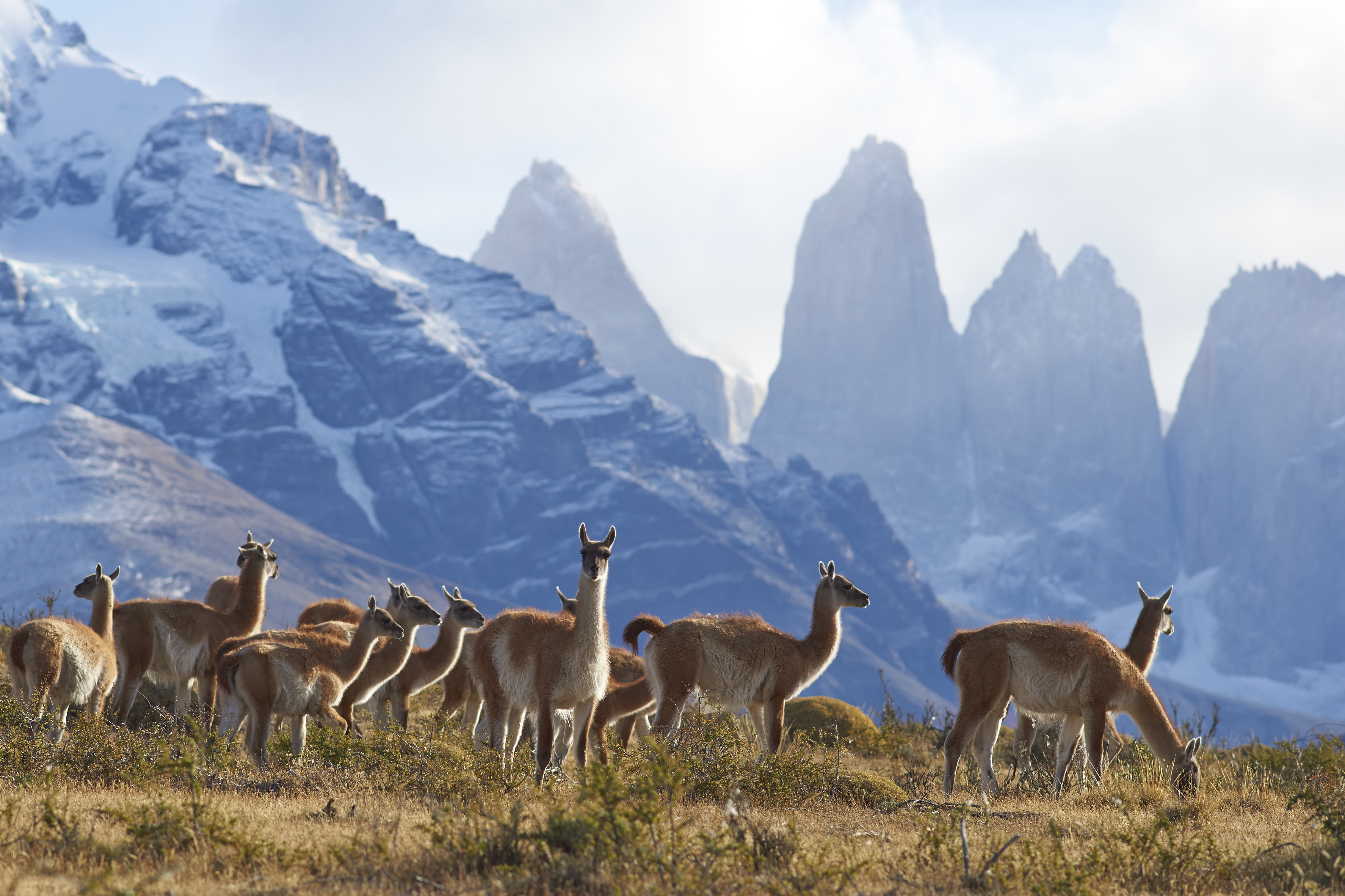 Herd of Guanaco (Lama guanicoe) grazing on a hillside in Torres del Paine National Park in the Magallanes region of southern Chile