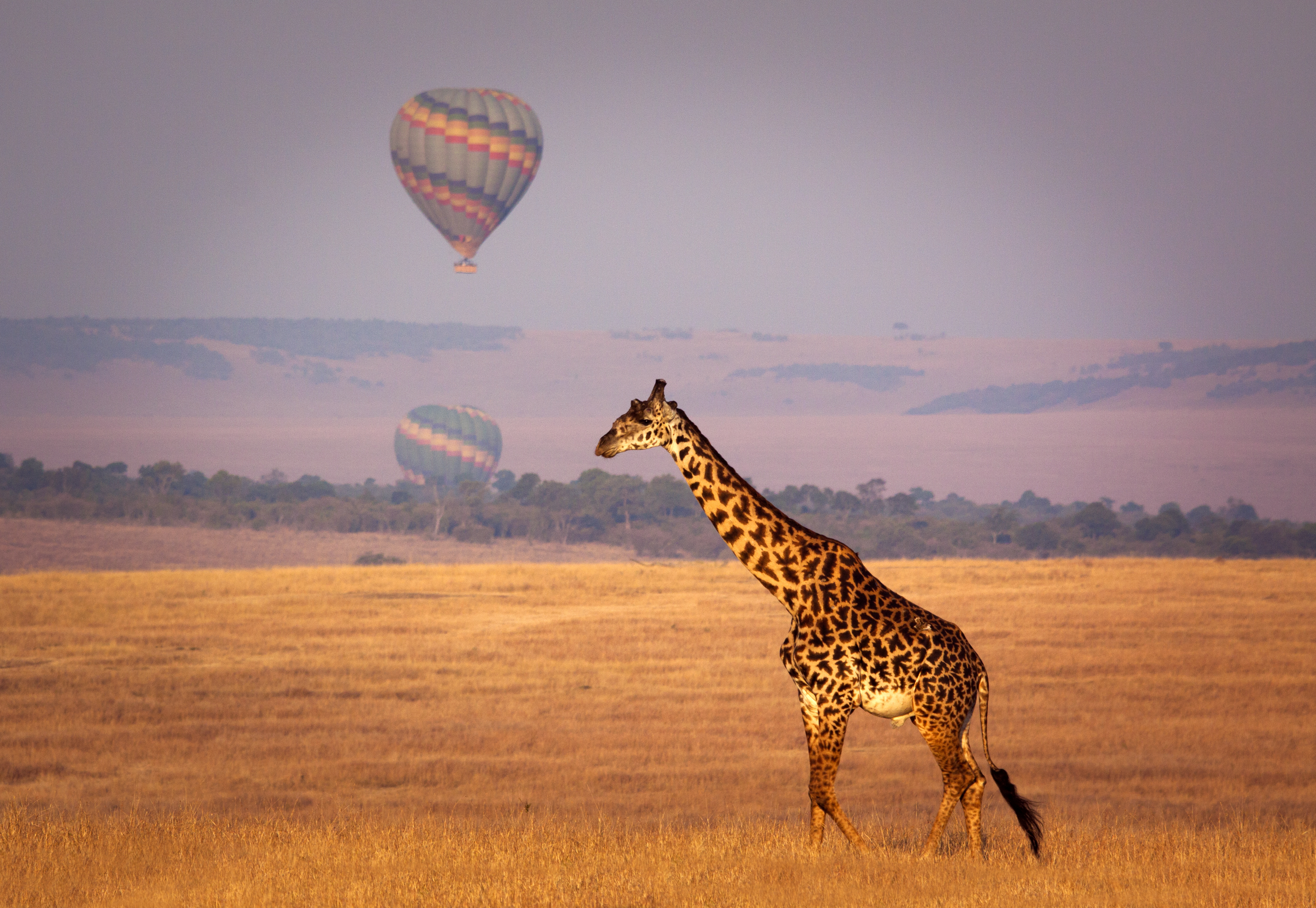 Giraffe below a distant hot air balloon - Masai Mara