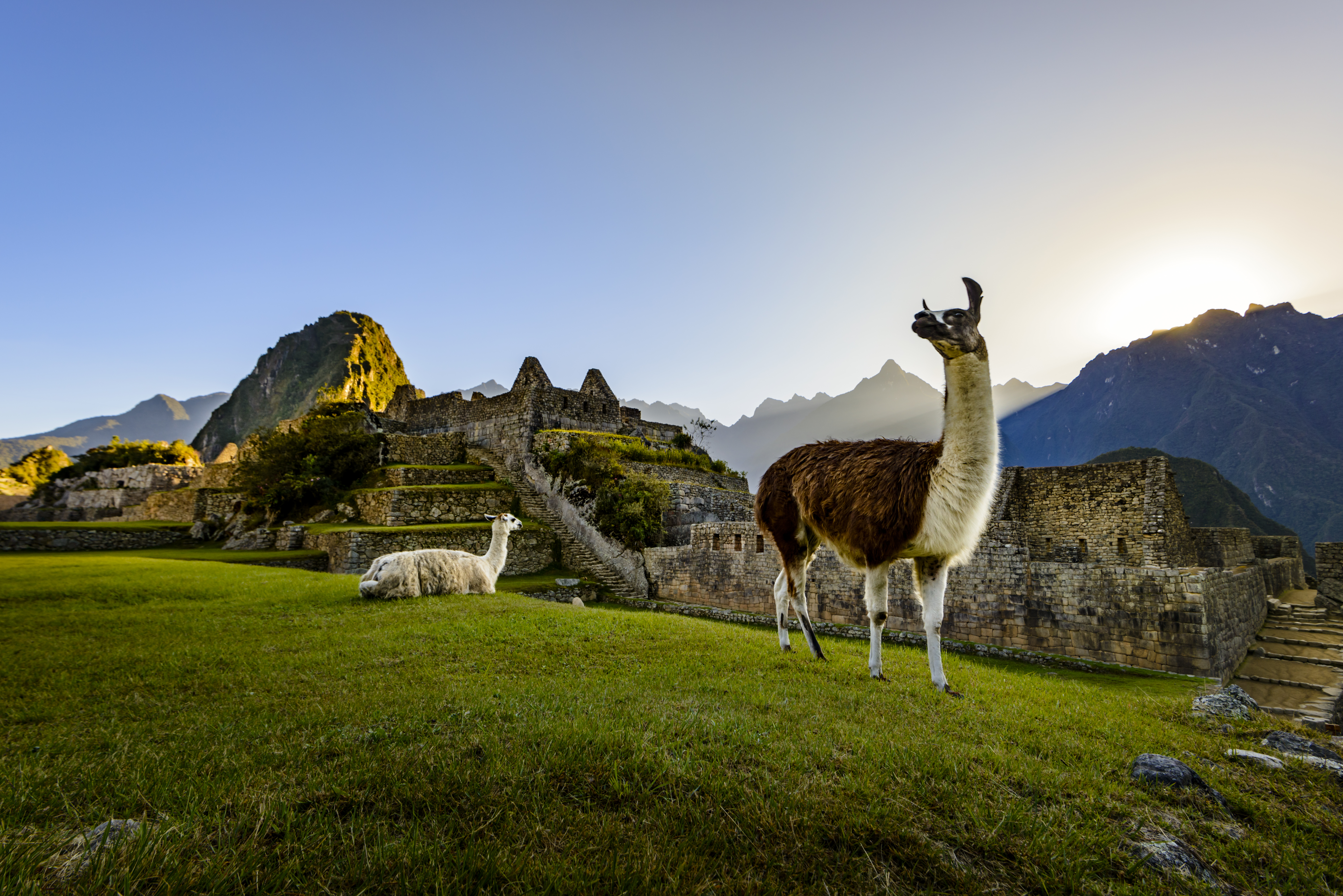 Llamas resting on a terrace during the first light on the ruins of the Incan city of Machu Picchu, Peru