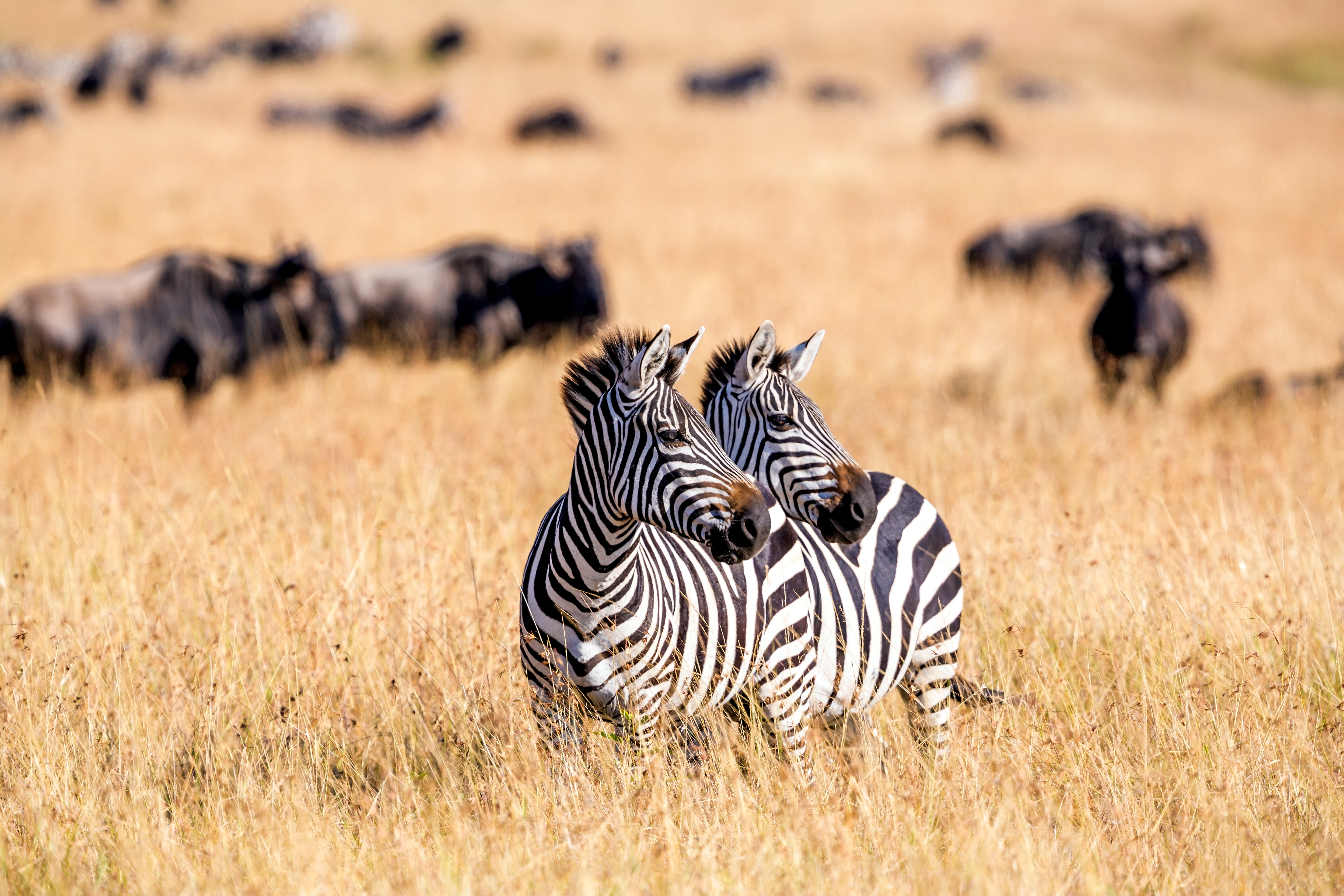 Zebra herd grazing Aberdare National Park