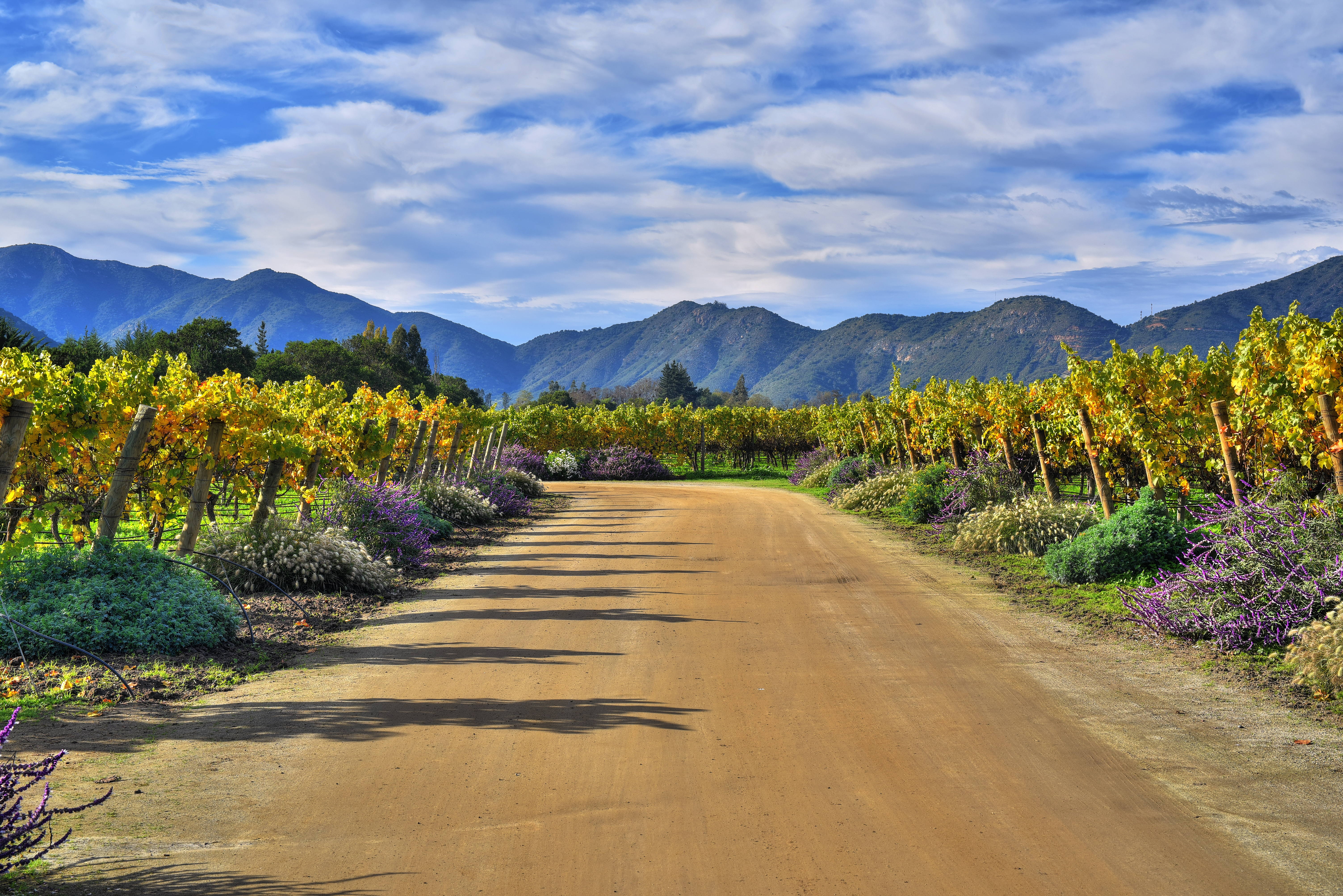 Emiliana Vineyards is the world’s largest organic winery, in Chile´s main wine valley, Casablanca