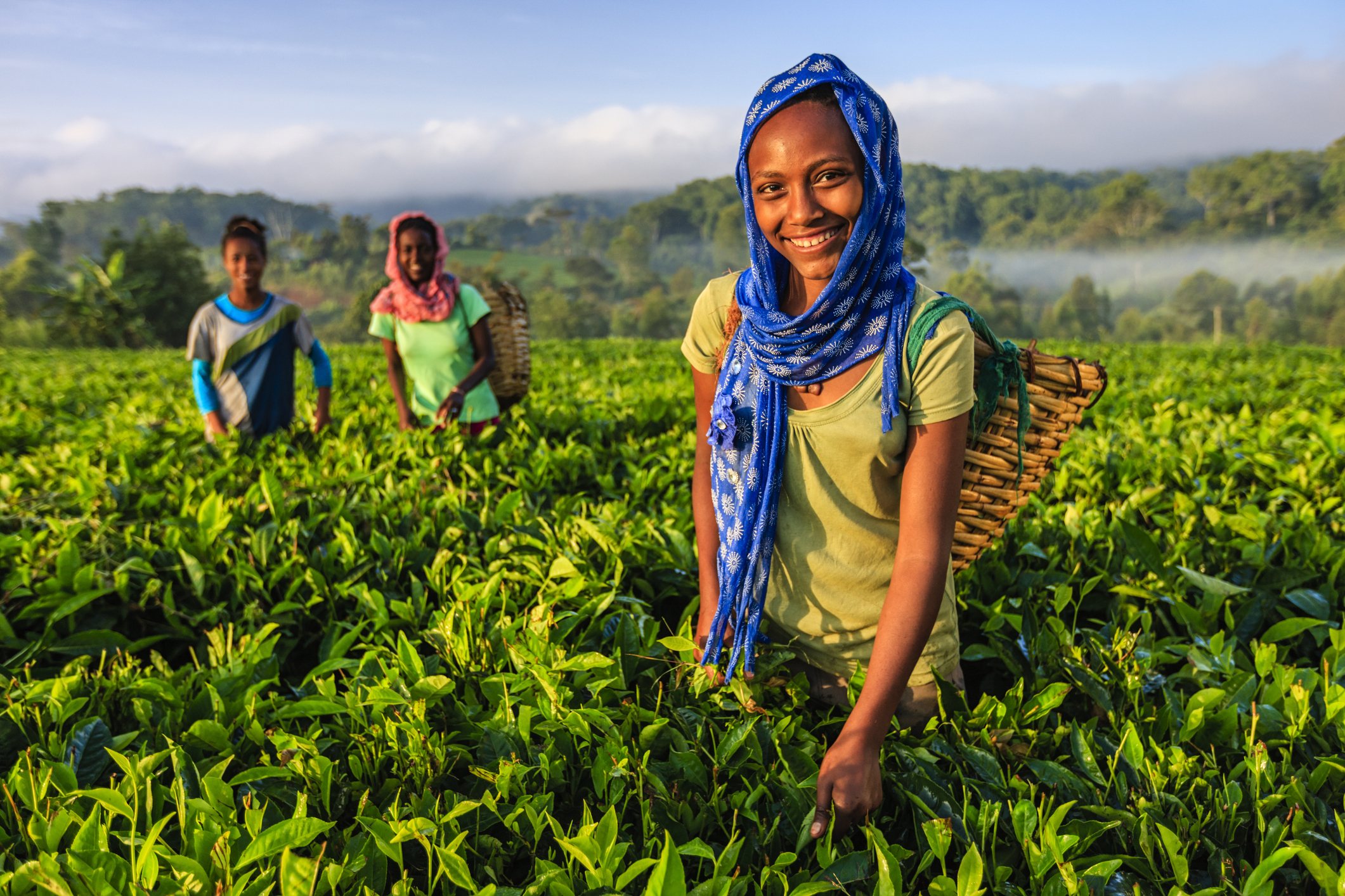Three women in a lush tea field, smiling and working, with green plants and a misty landscape in the background.