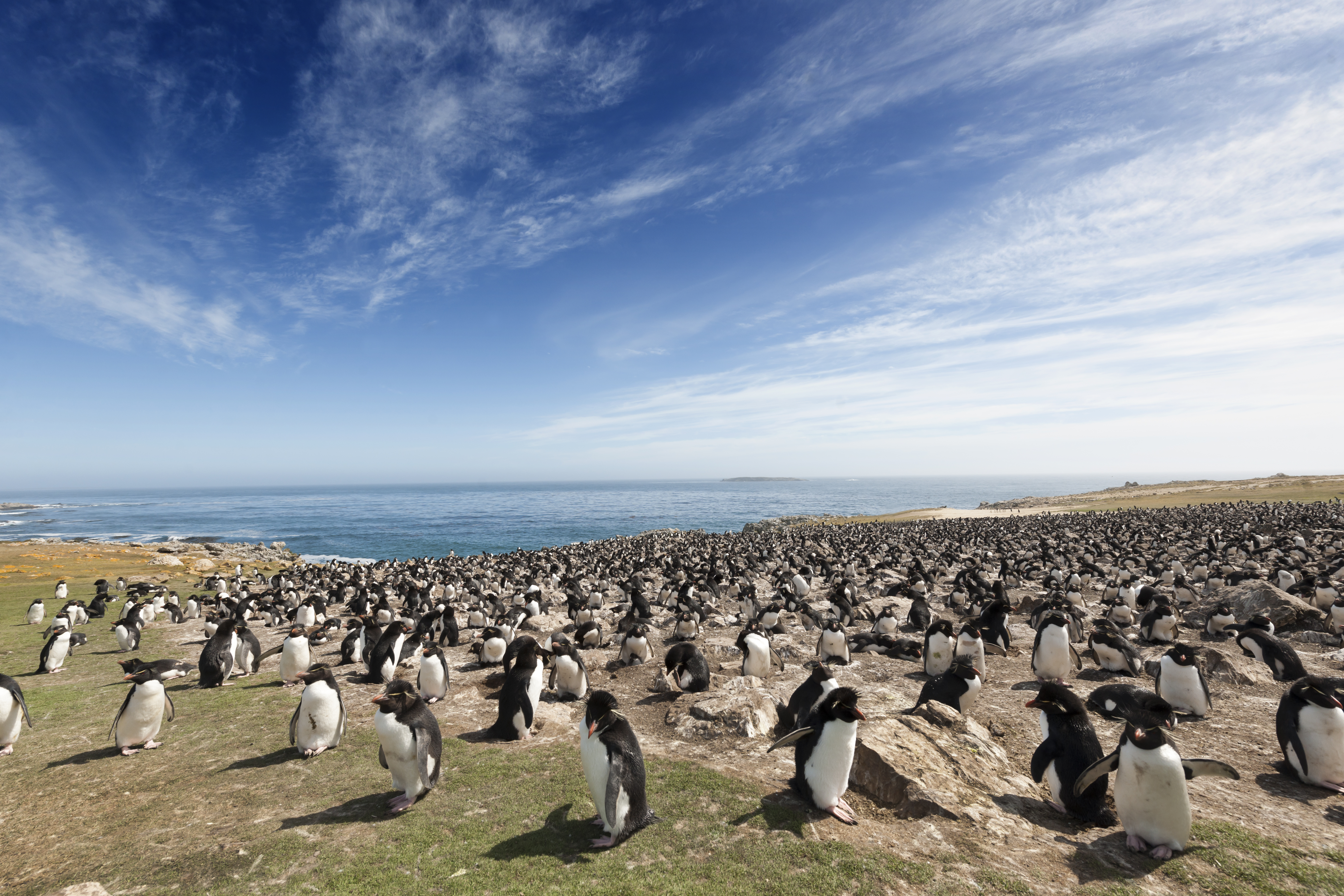 Dozens of Southern Rockhopper Penguins along the shores of the Falkland Islands