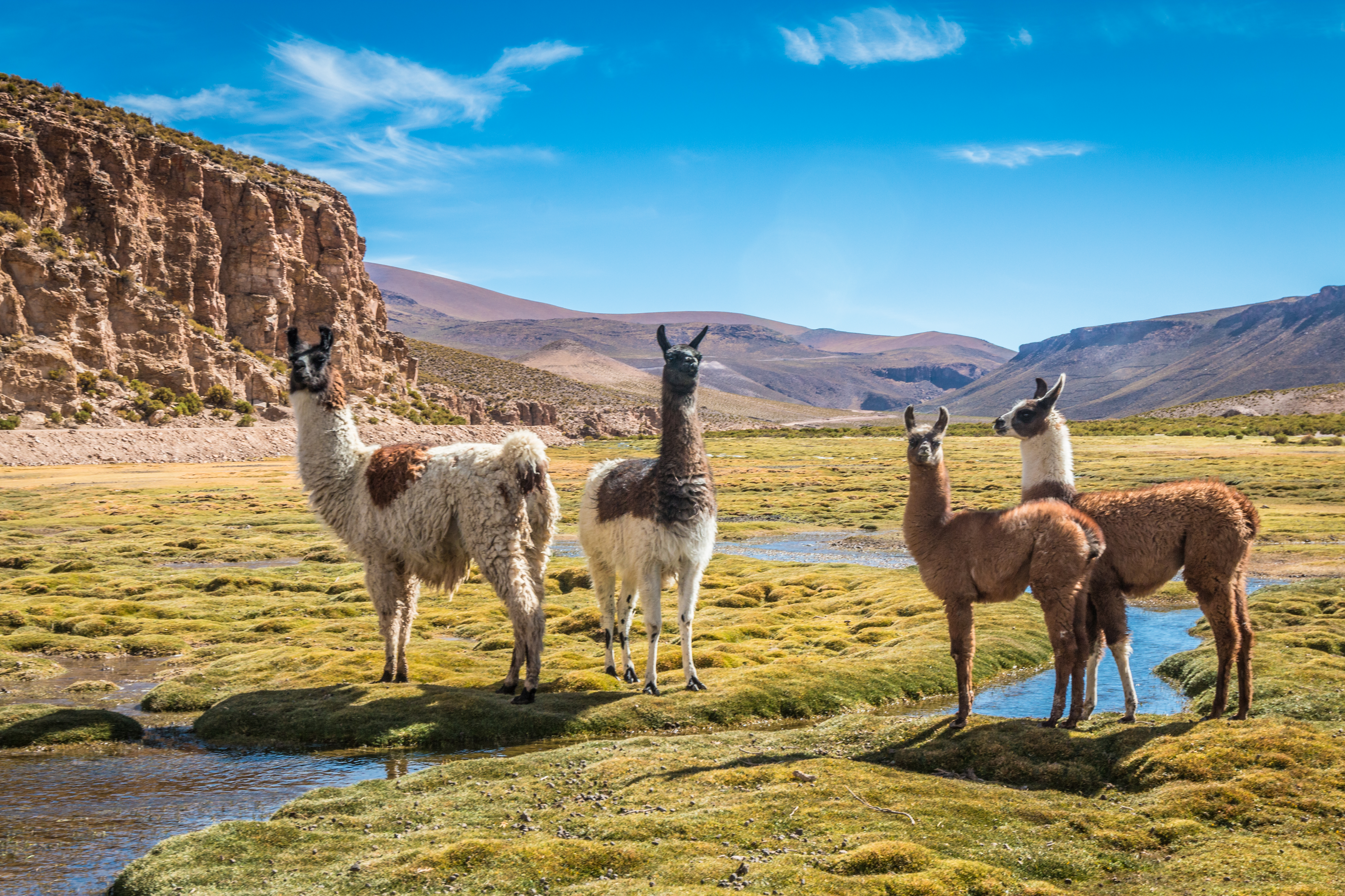 Llamas at a high altitude Camelid in Sajama National Park, Bolivia