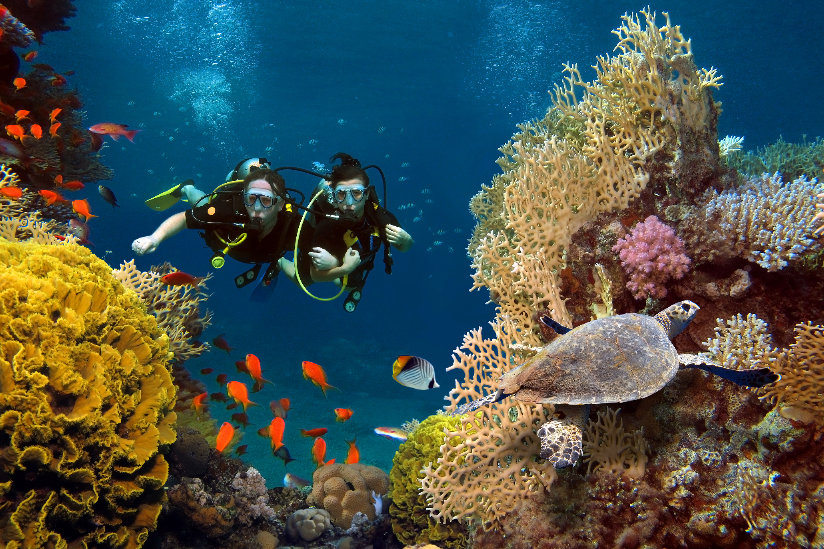 Two scuba divers explore a vibrant coral reef with colorful fish and a turtle swimming nearby.