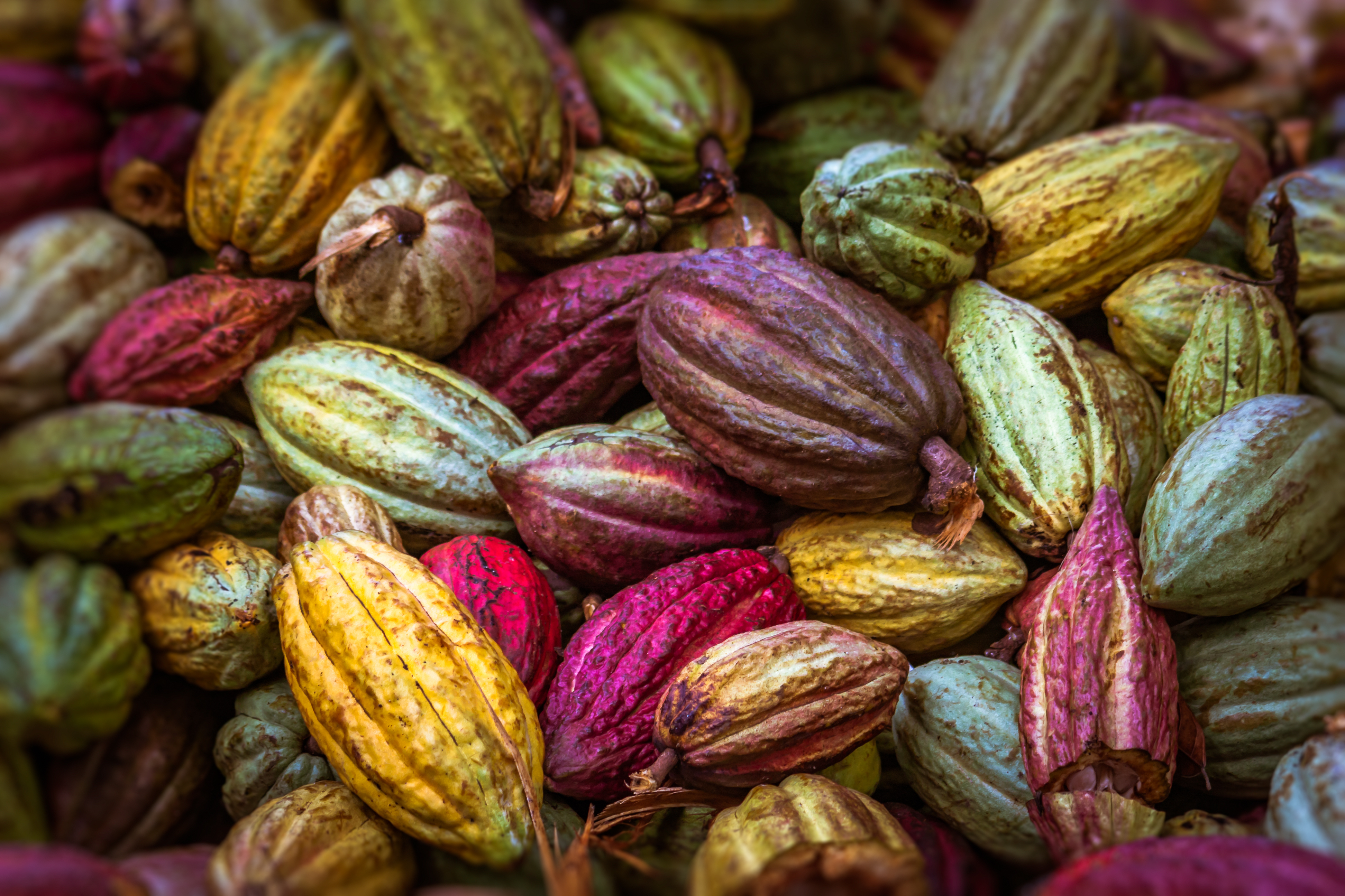 A colorful assortment of cacao pods in various shades of green, purple, pink, and yellow.