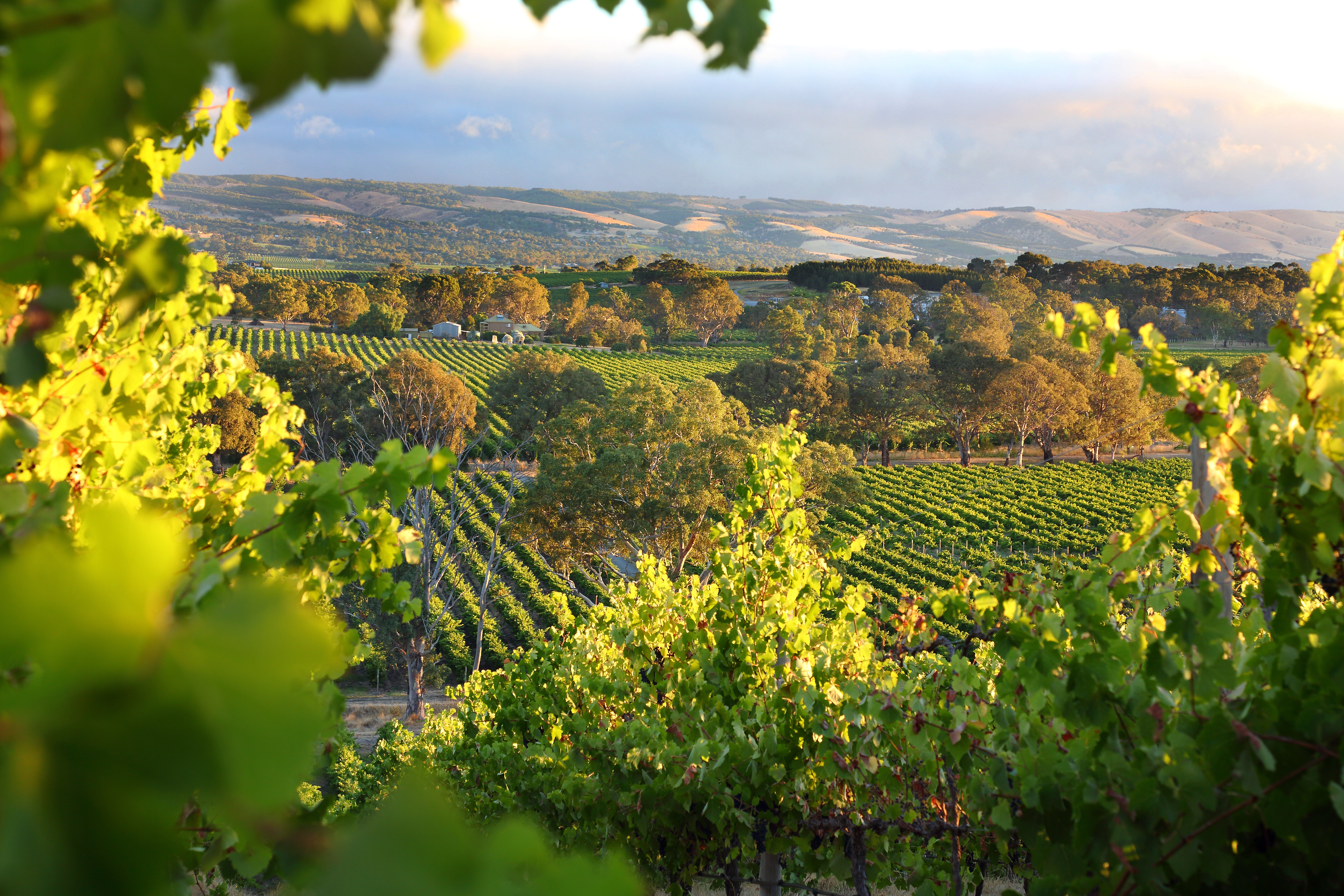 McLaren Vale in South Australia is a wine region beautiful vineyards
