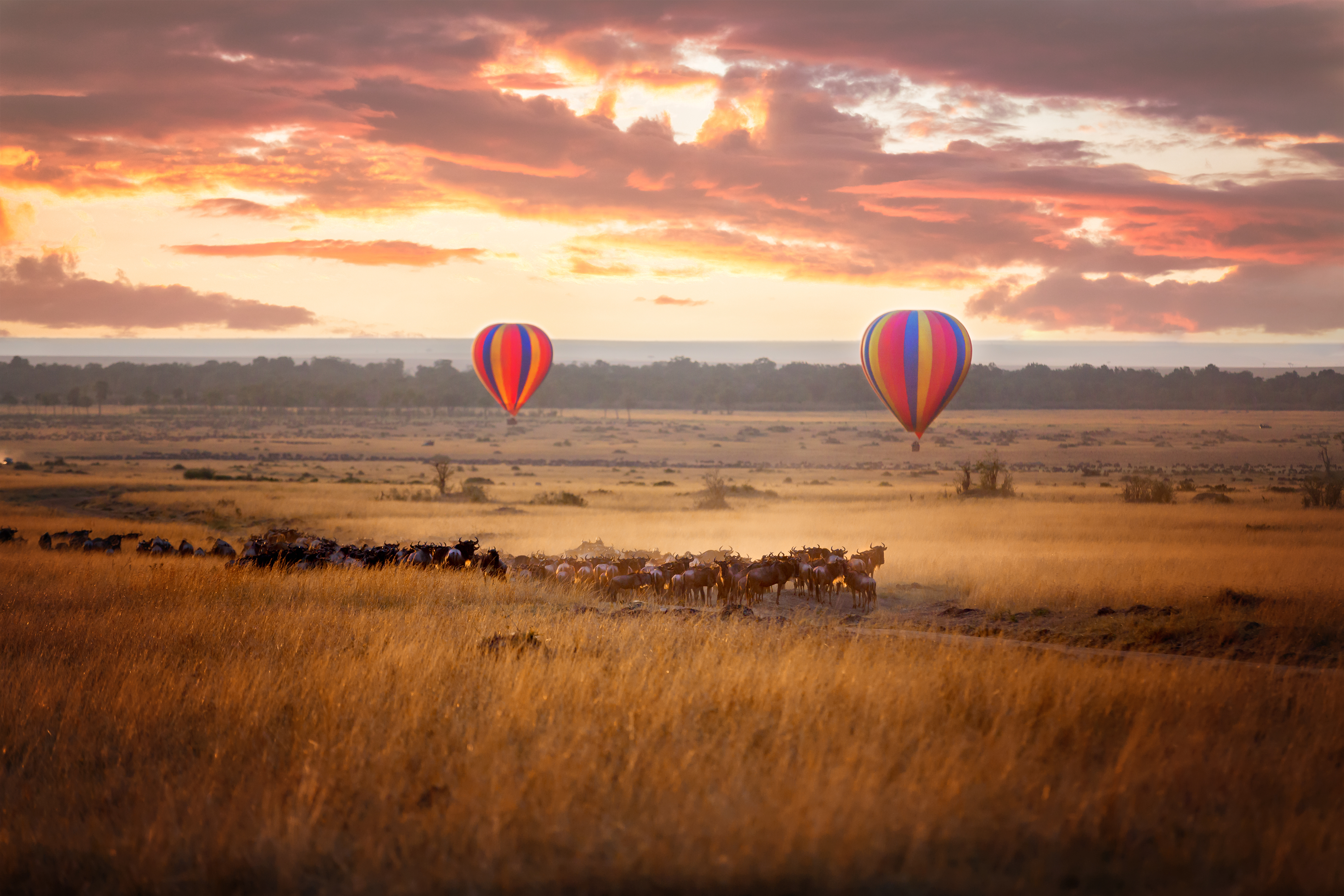 Sunrise over the Masai Mara, with a pair of low-flying hot air balloons and a herd of wildebeest below in the typical red oat grass of the region
