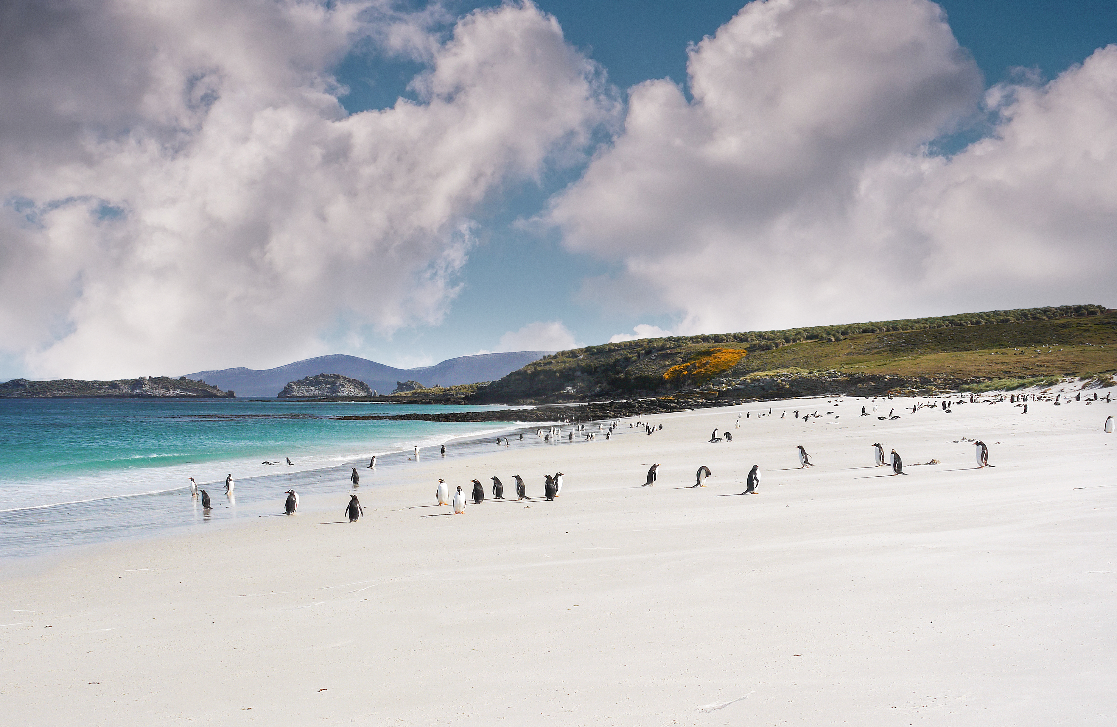 Colony of gentoo penguins playing on a Falkland Islands white sandy beach with turquoise water