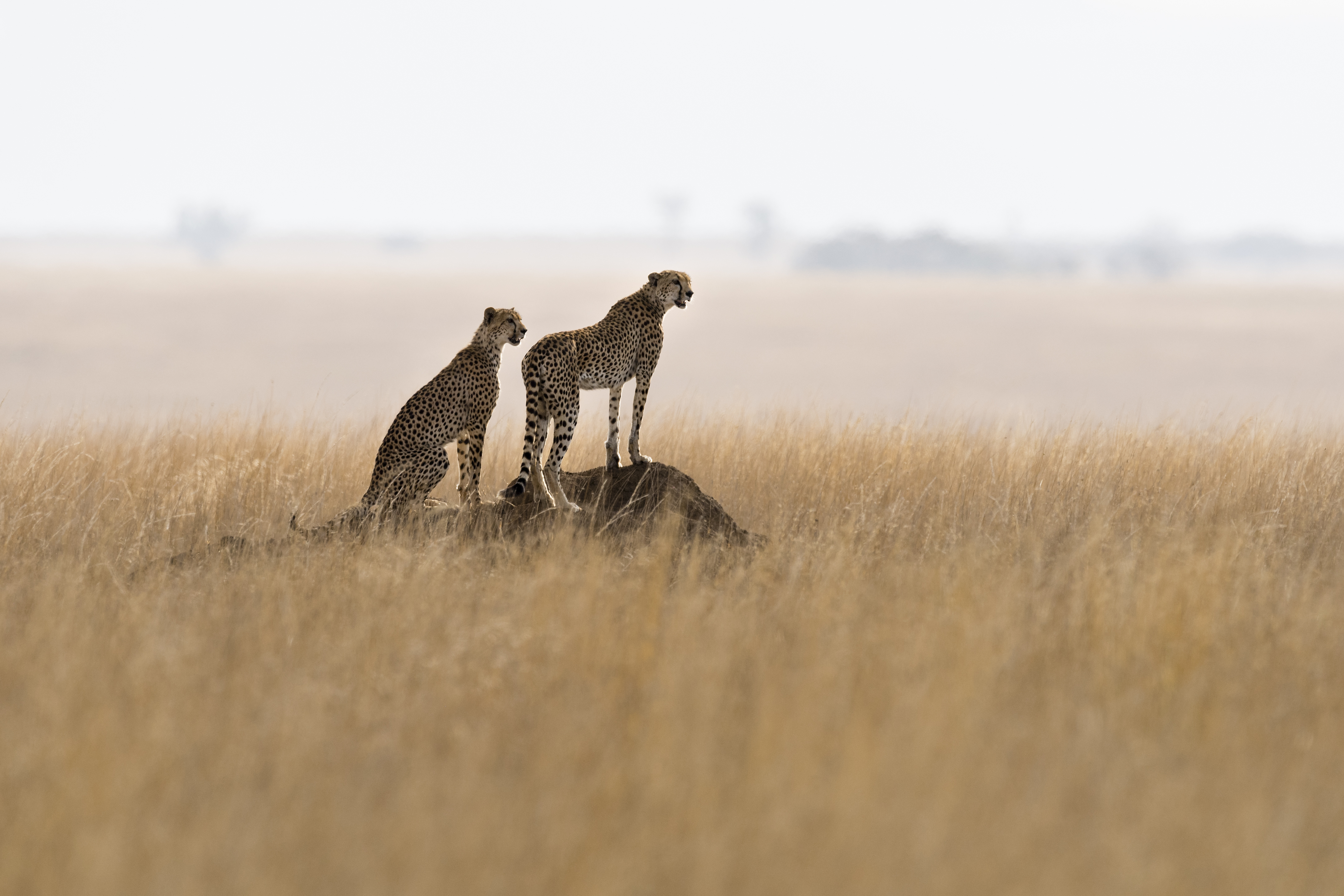 Two cheetahs on a termite mound hunting behavior in the park