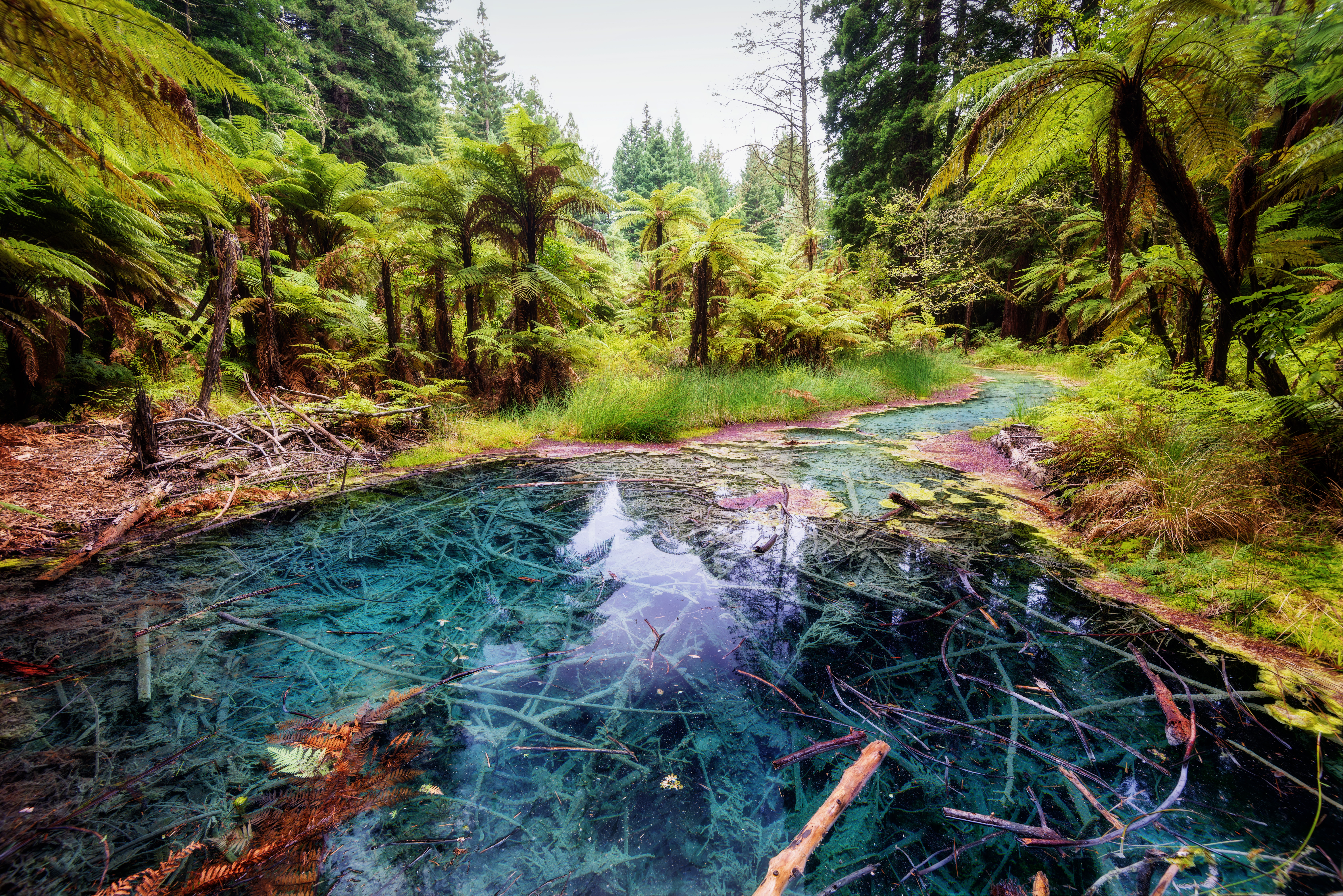 The Redwoods Whakarewarewa Reflection Pool Forest Rotorua